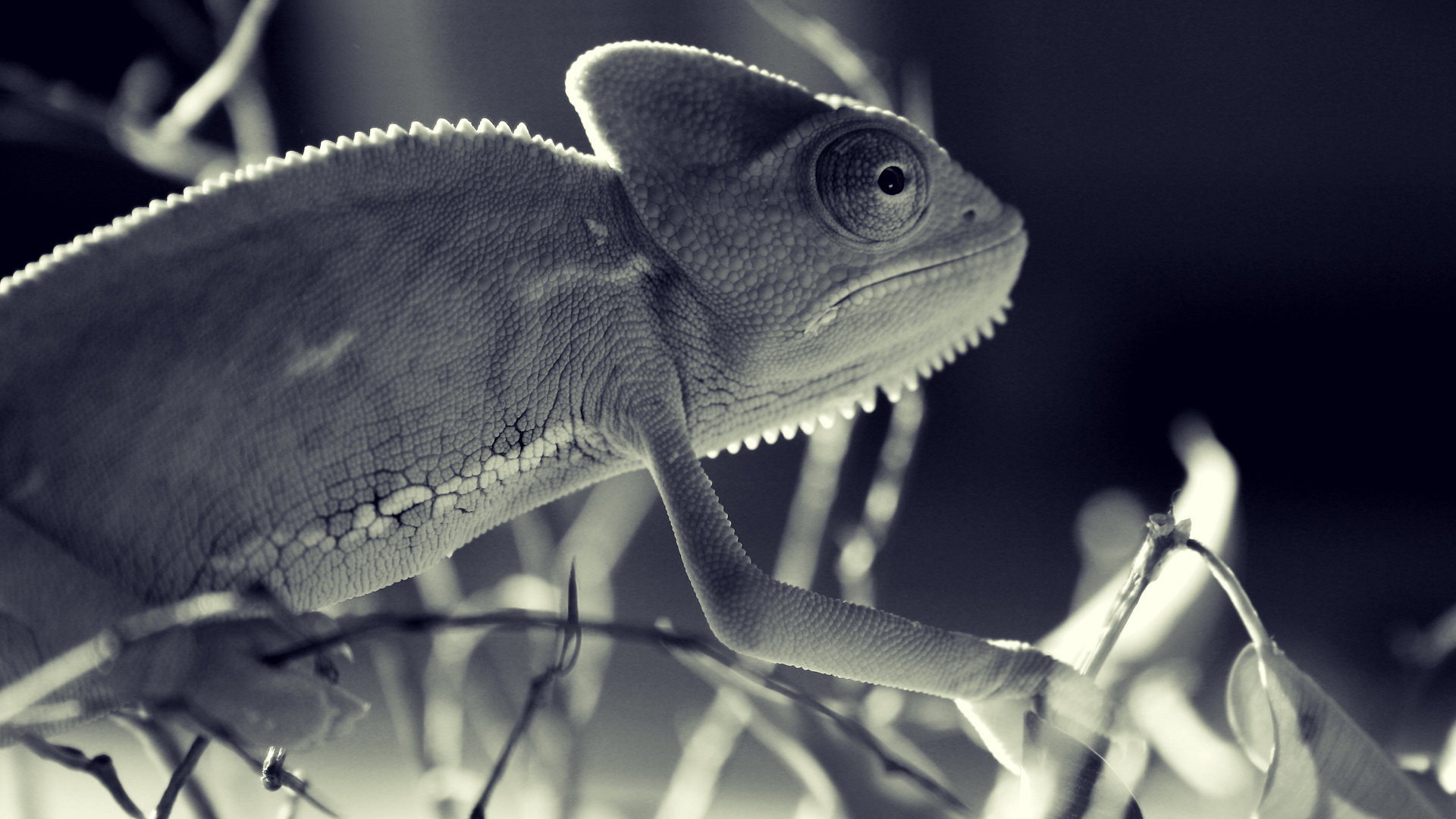 Free Chameleon high quality background ID:462446 for hd 1920x1080 PC