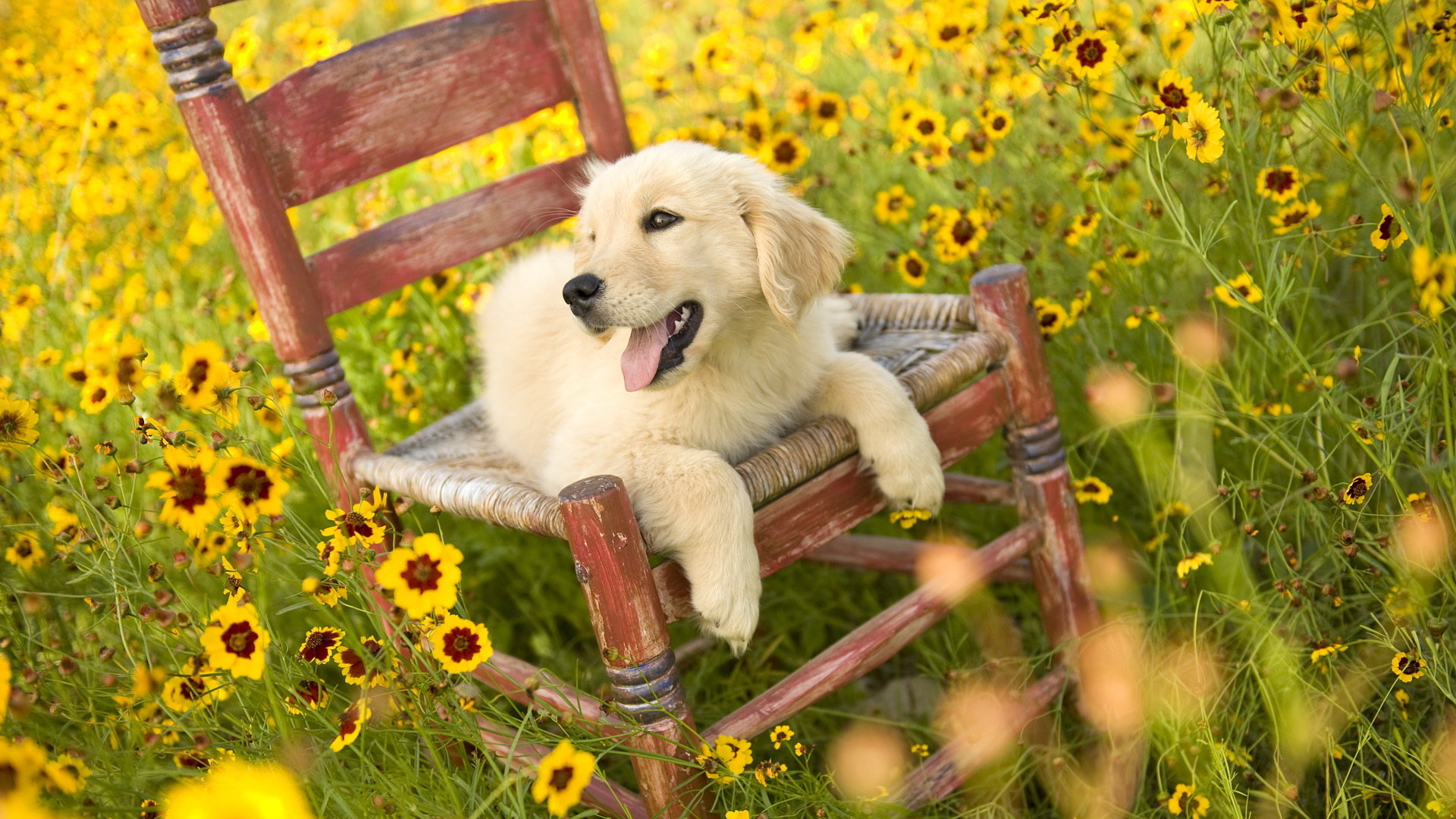 High resolution Golden Retriever hd 1920x1080 background ID:211781 for PC