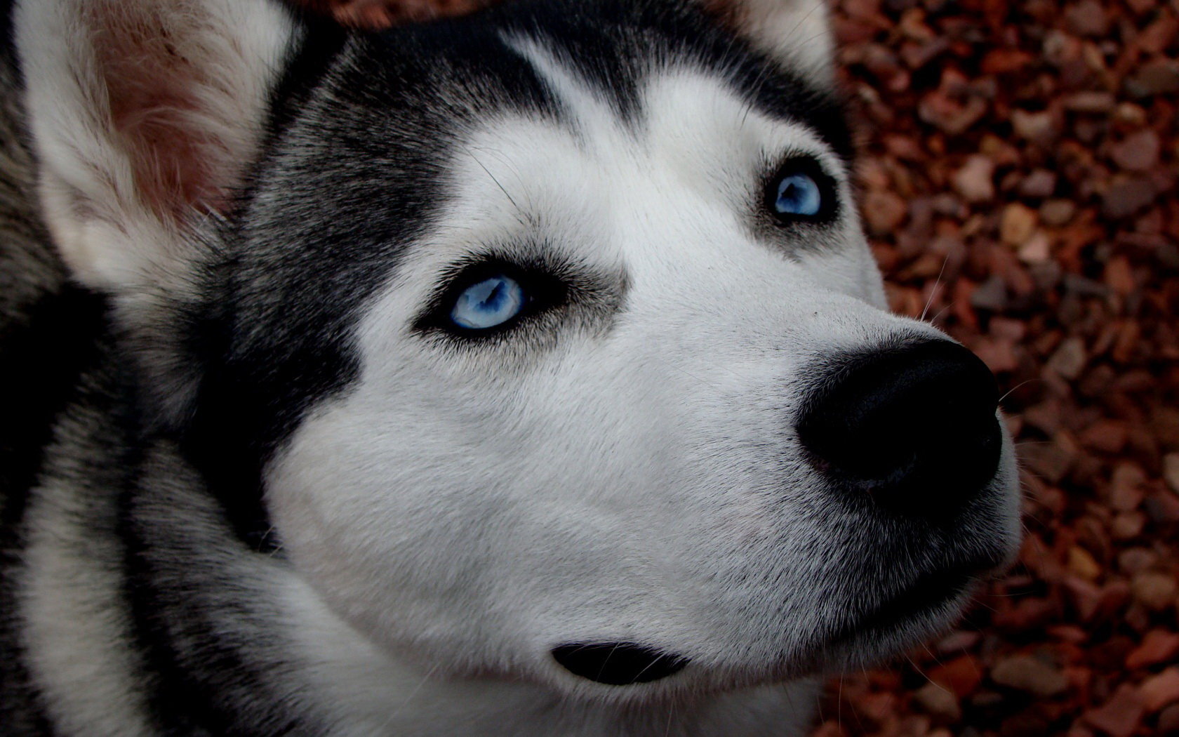 Best Husky background ID:198416 for High Resolution hd 1680x1050 PC
