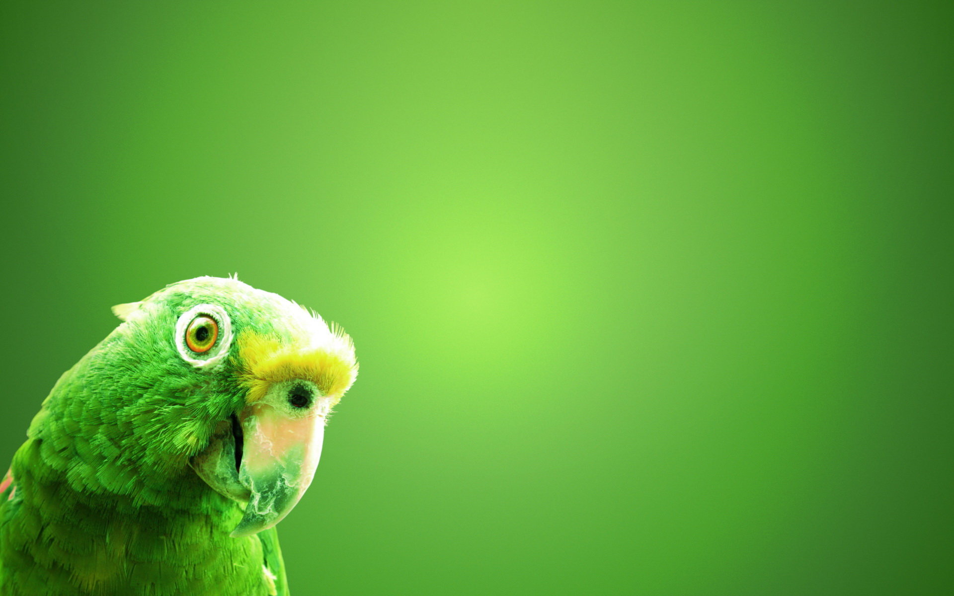 Awesome Parrot free wallpaper ID:25746 for hd 1920x1200 PC