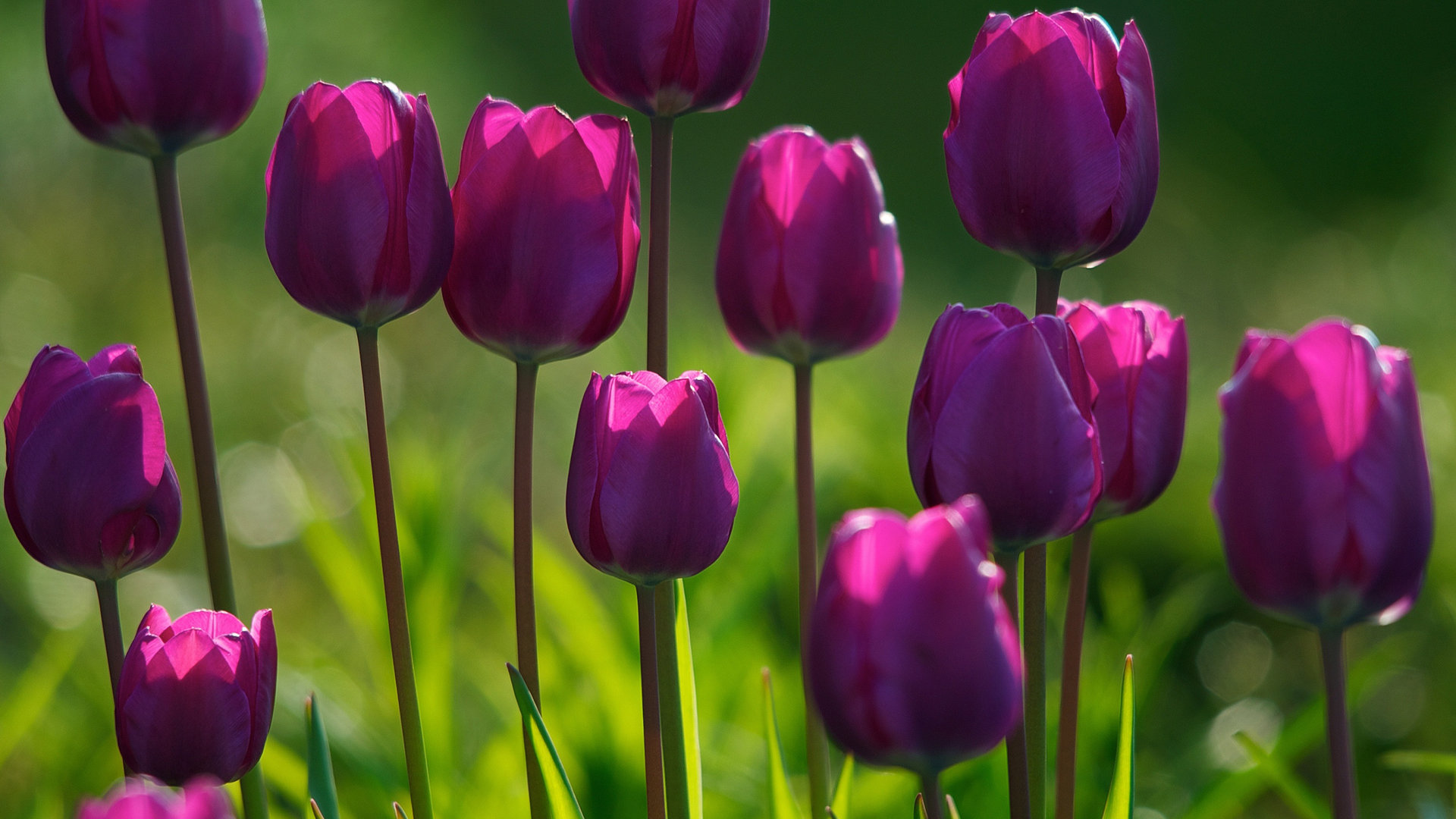 Best Tulip background ID:157707 for High Resolution 1080p computer