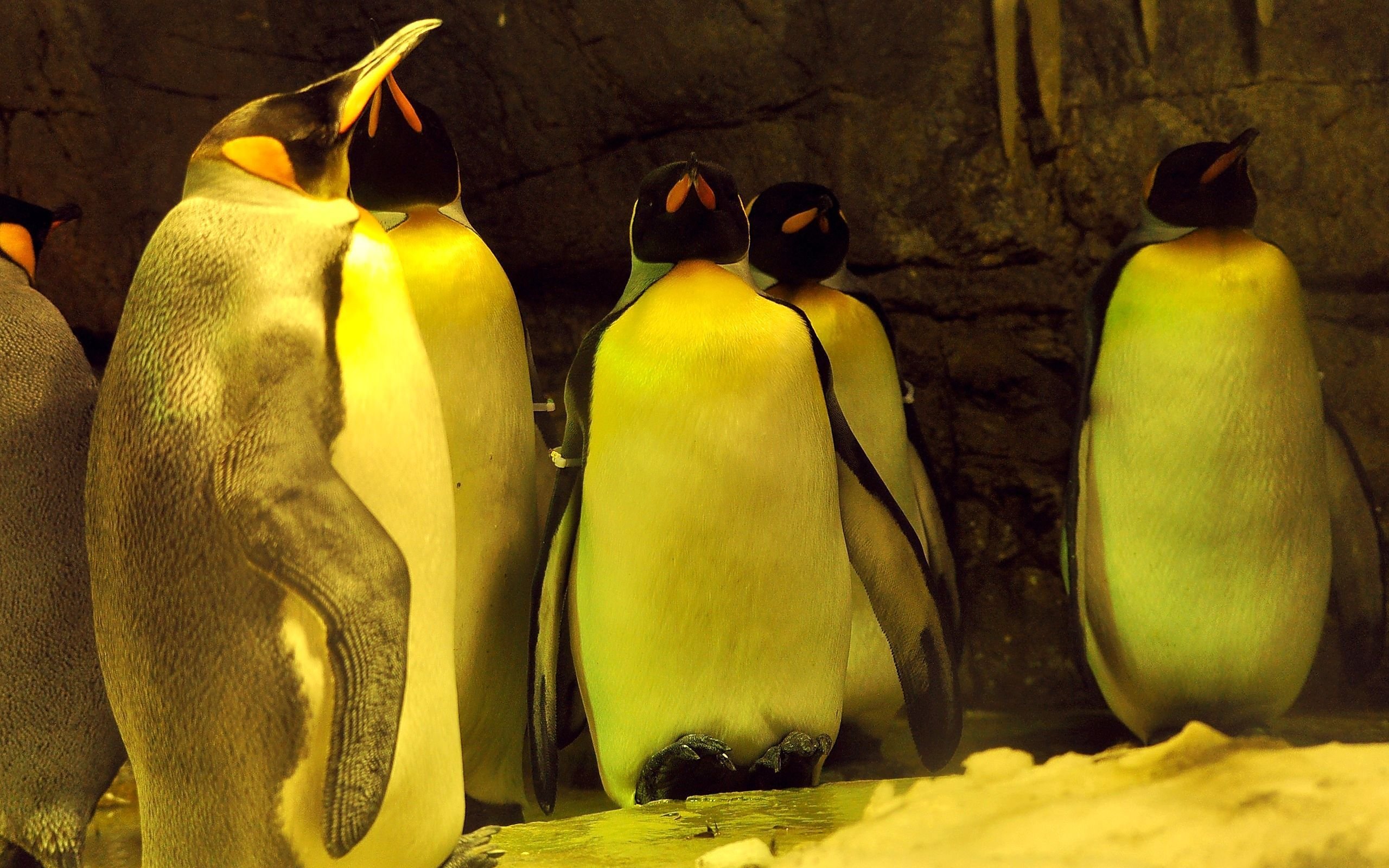 Awesome Emperor Penguin free wallpaper ID:47921 for hd 2560x1600 computer