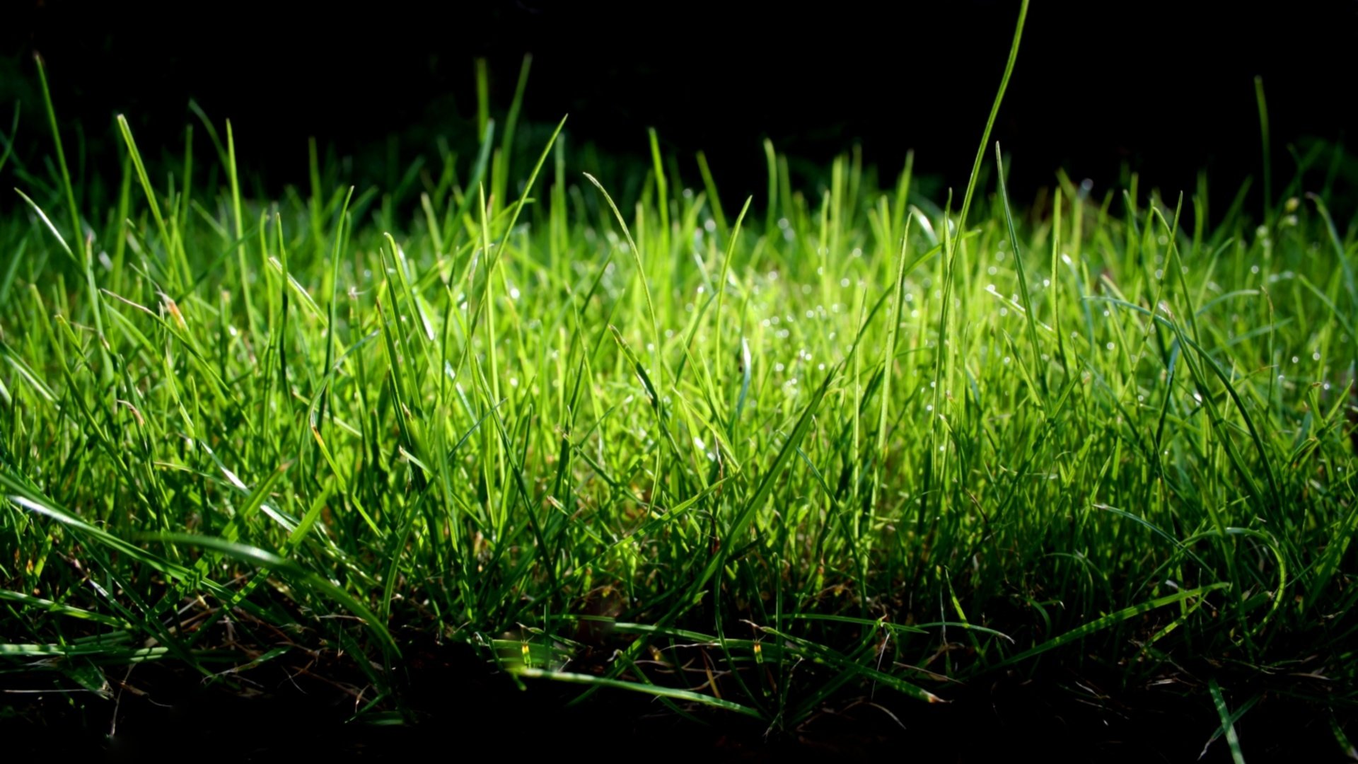 Free download Grass wallpaper ID:377726 hd 1920x1080 for computer
