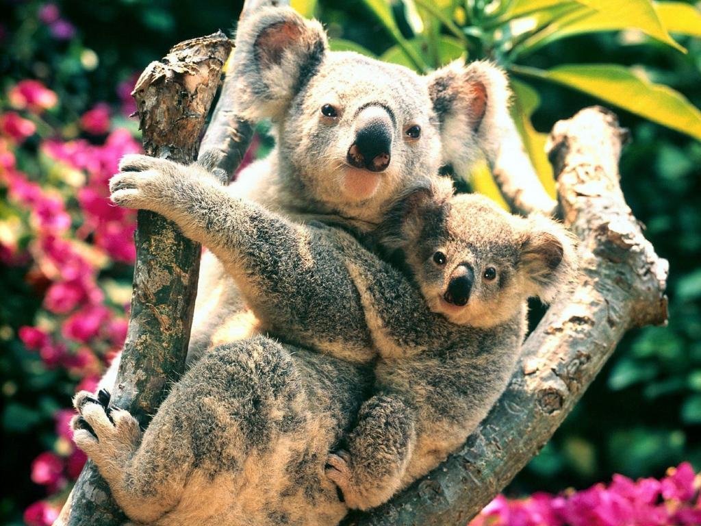 Awesome Koala free wallpaper ID:74279 for hd 1024x768 desktop