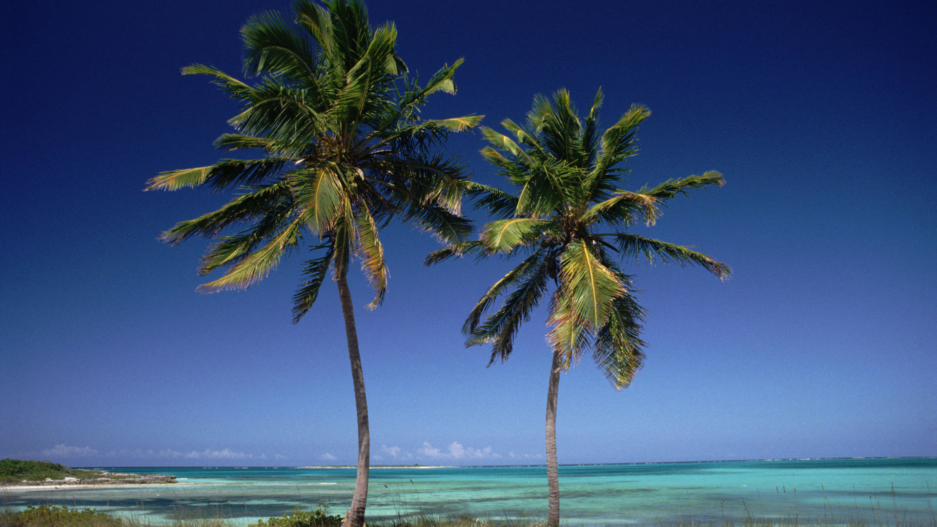 Best Palm Tree wallpaper ID:407809 for High Resolution full hd 1920x1080 computer