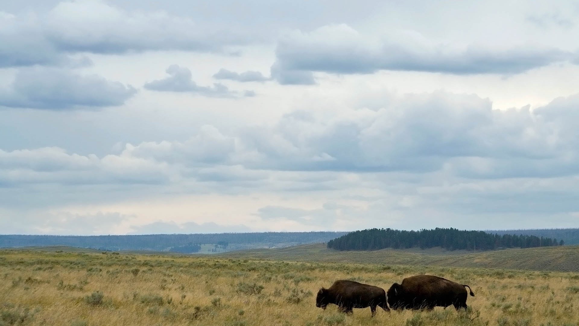 High resolution Bison hd 1920x1080 wallpaper ID:130673 for computer