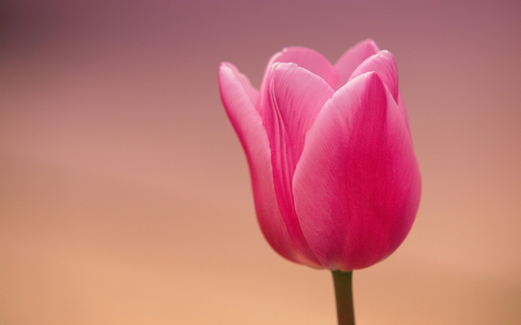 High resolution Tulip hd 1680x1050 wallpaper ID:157706 for PC