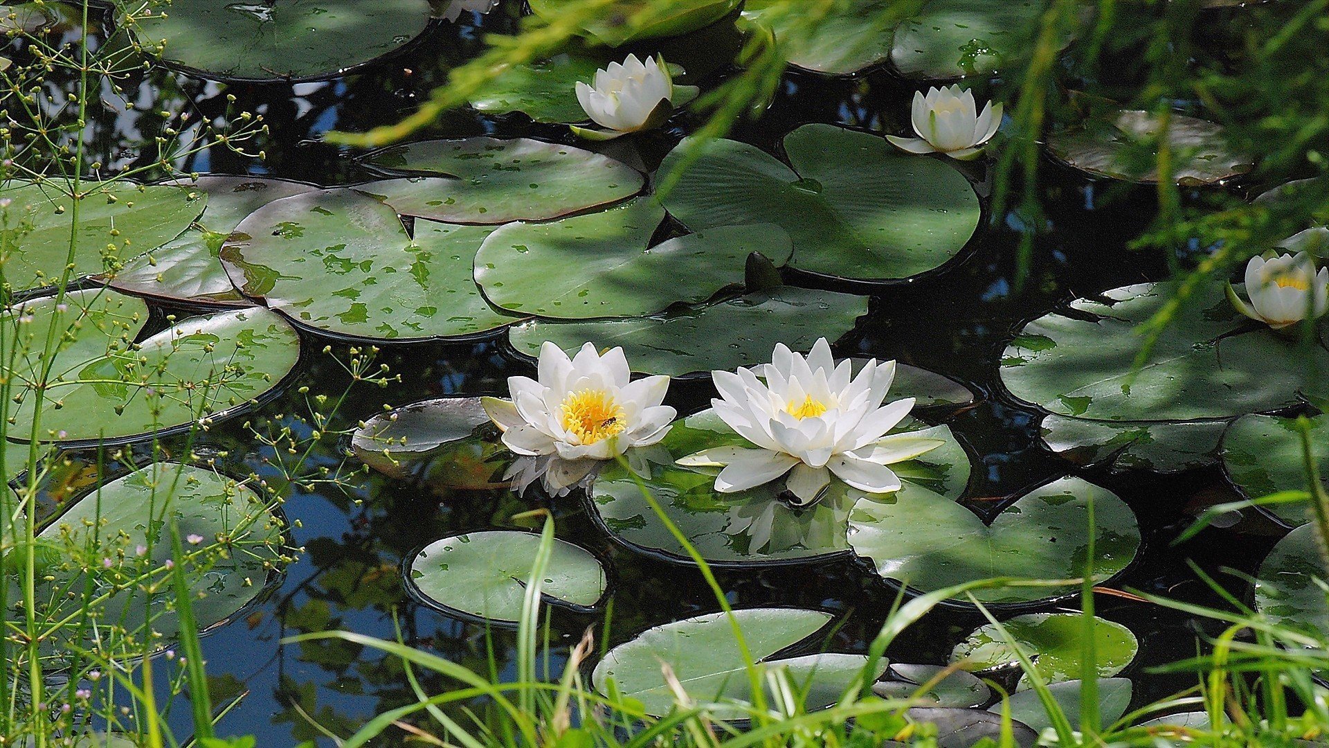 Free Water Lily high quality wallpaper ID:366196 for full hd 1920x1080 computer