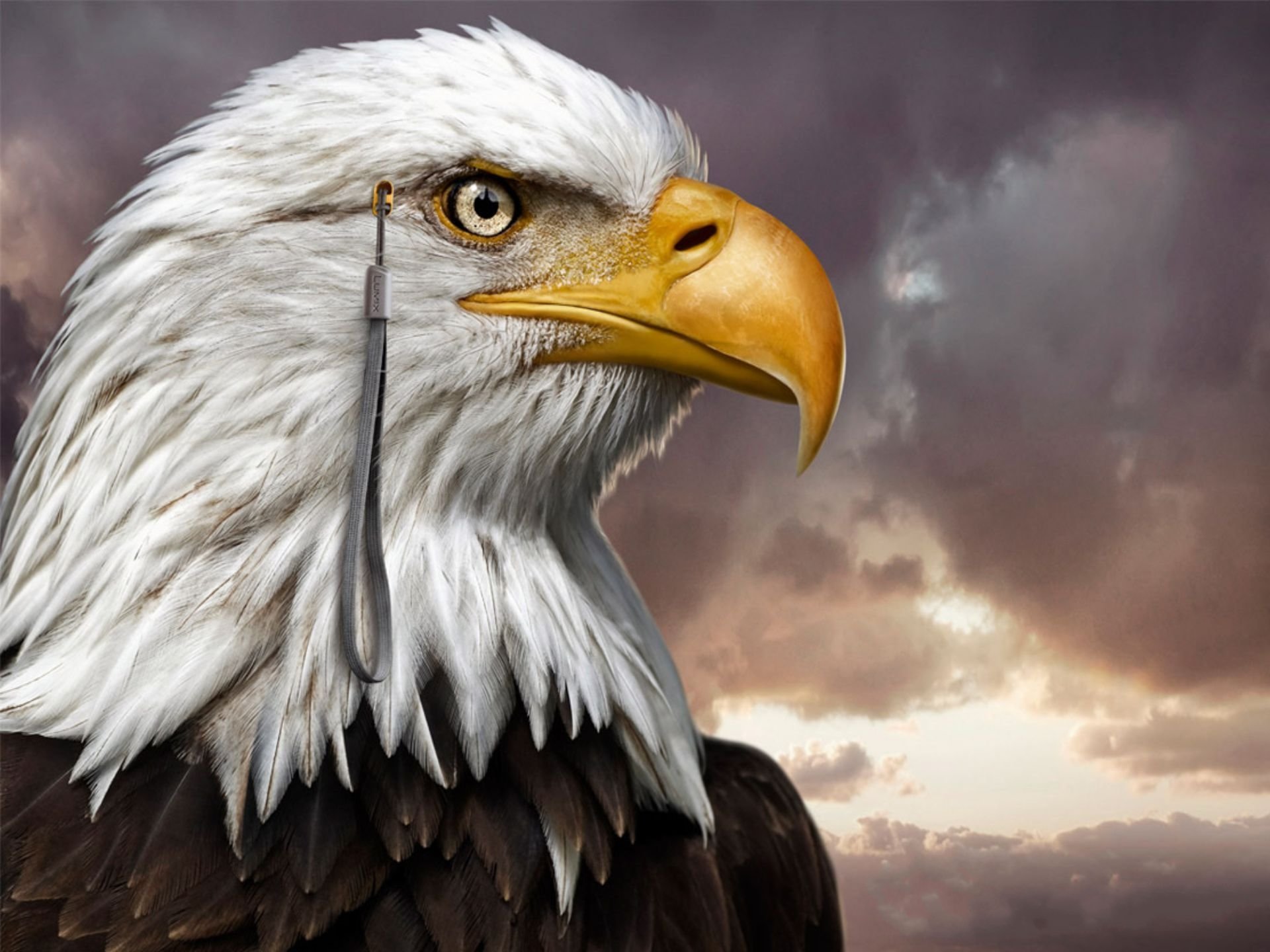 Free American Bald Eagle high quality wallpaper ID:68792 for hd 1920x1440 PC
