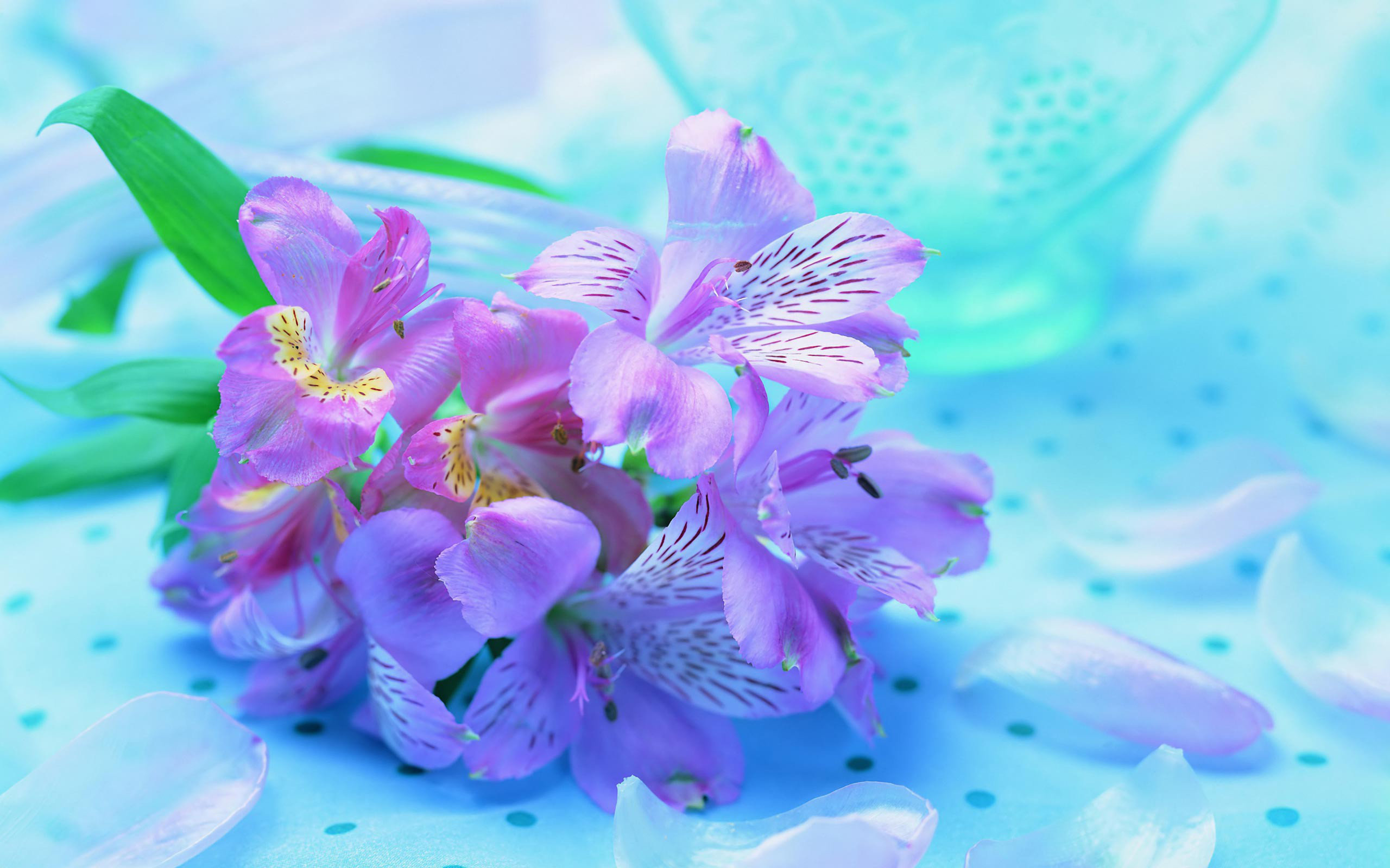 Free download Iris background ID:53059 hd 2560x1600 for PC