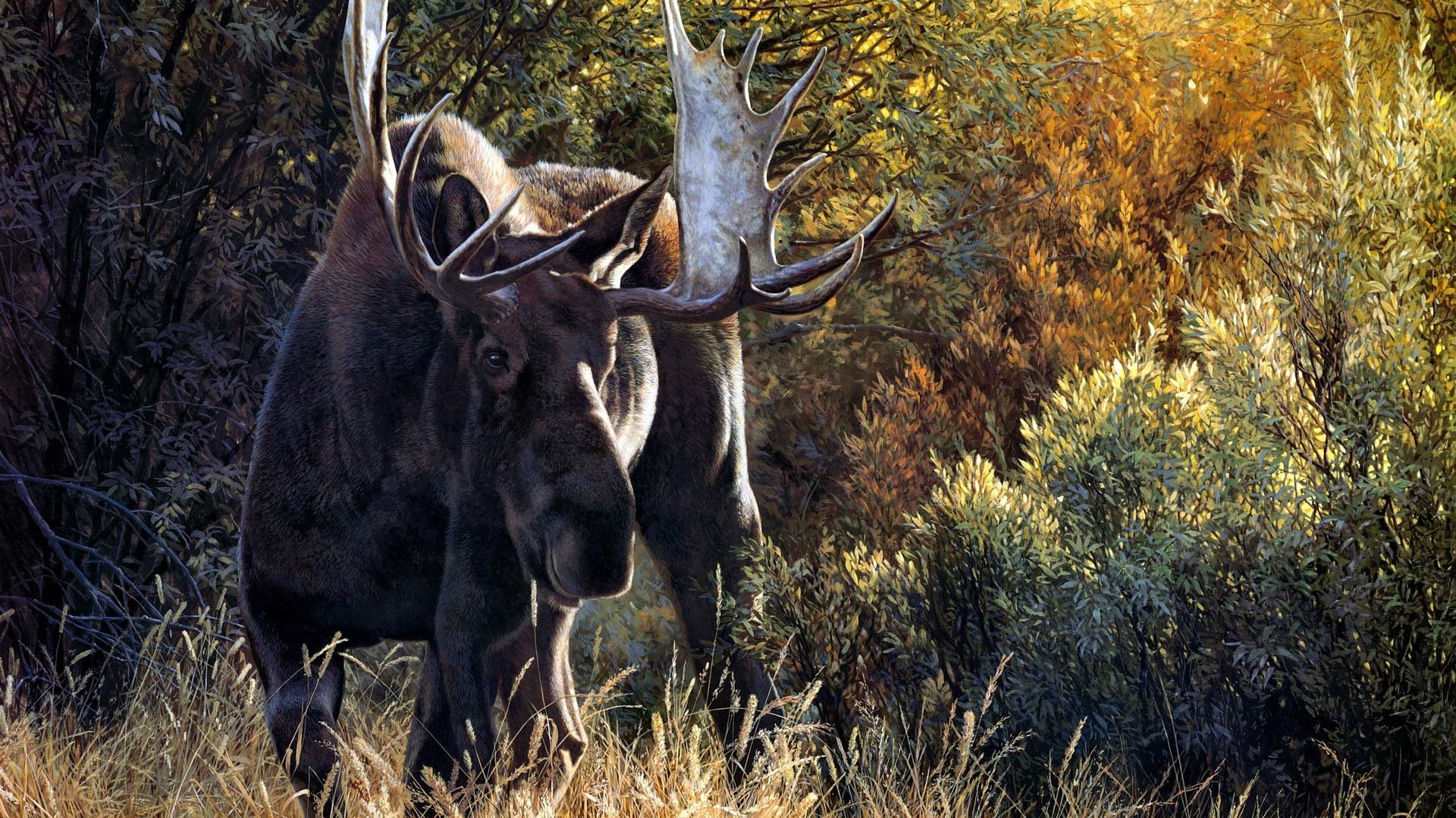 Awesome Moose free background ID:346734 for hd 1920x1080 computer