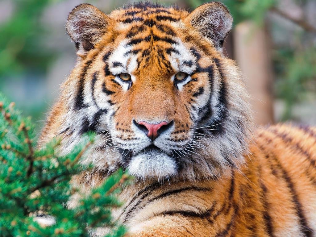 Download hd 1024x768 Tiger computer background ID:116135 for free