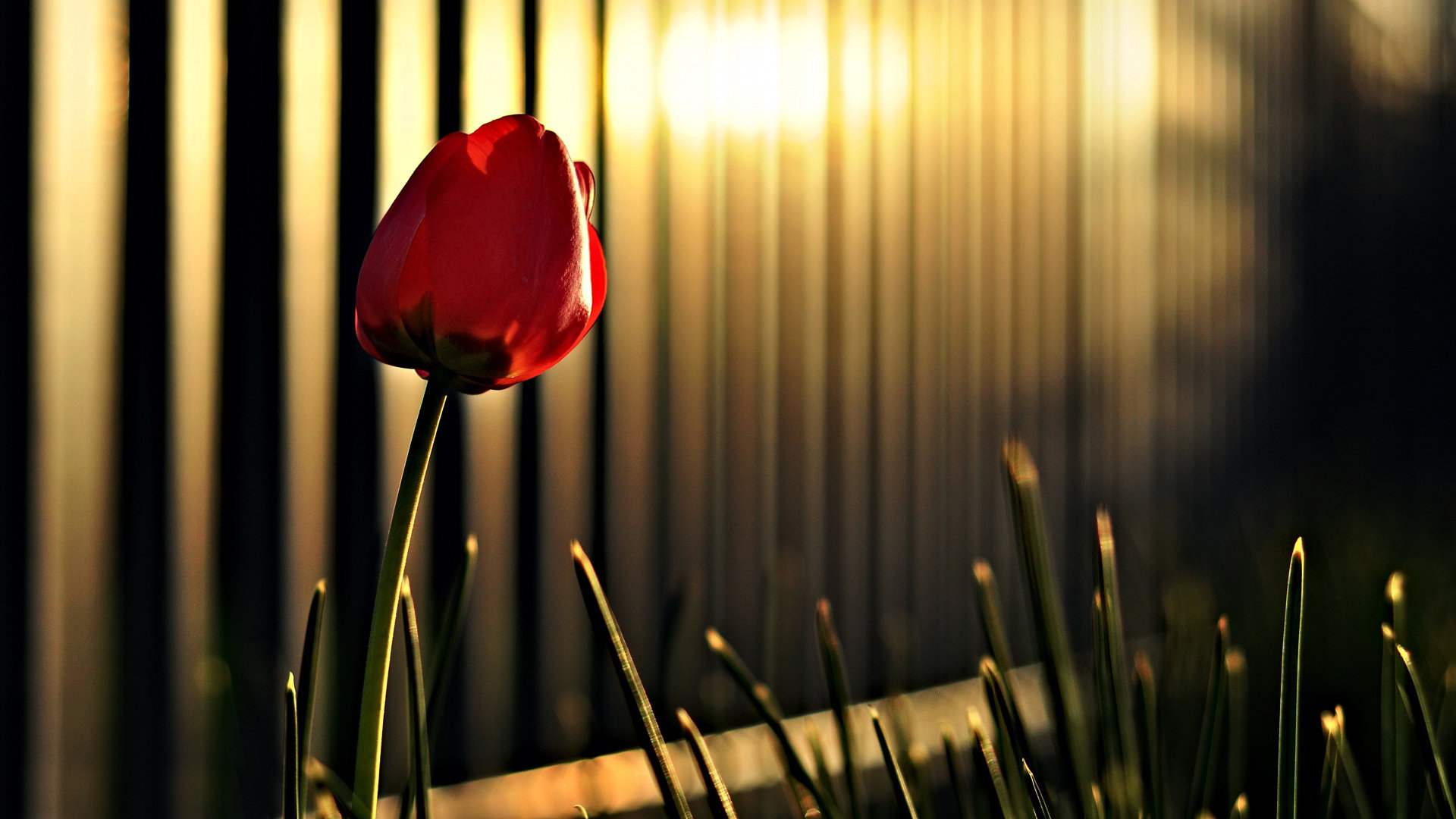 High resolution Tulip hd 1080p background ID:157704 for desktop