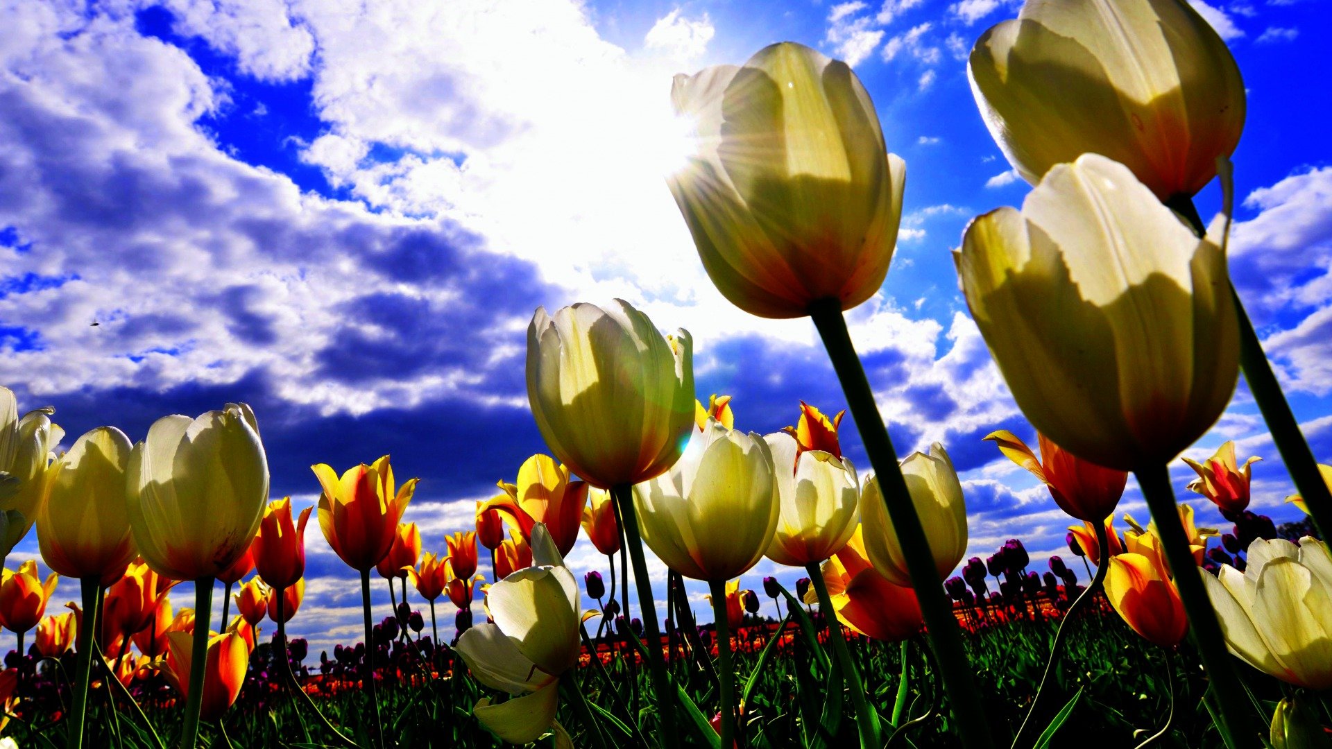 Awesome Tulip free wallpaper ID:157454 for hd 1080p PC