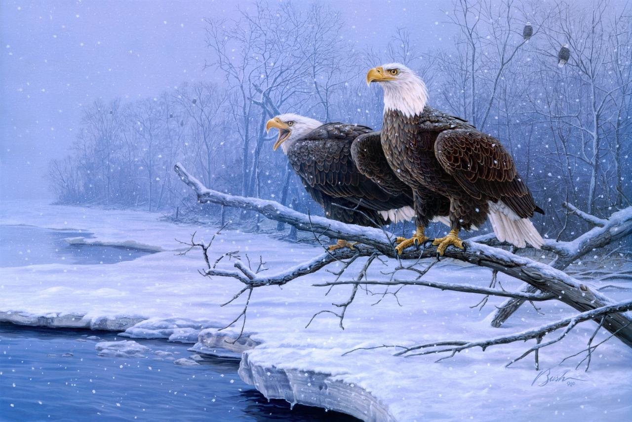 Awesome American Bald Eagle free wallpaper ID:68697 for hd 1280x854 computer