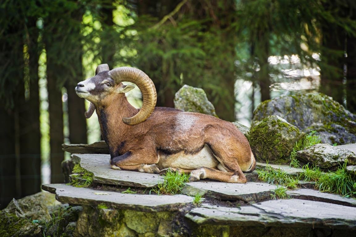Awesome Bighorn Sheep free background ID:445222 for hd 1152x768 PC