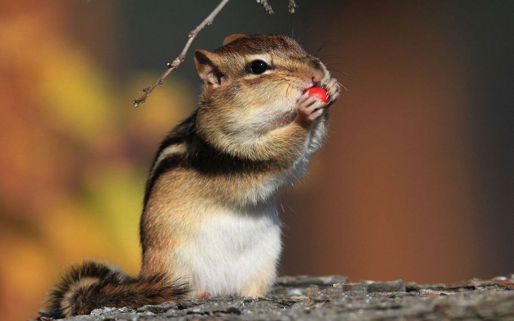 Awesome Chipmunk free wallpaper ID:323103 for hd 1680x1050 computer