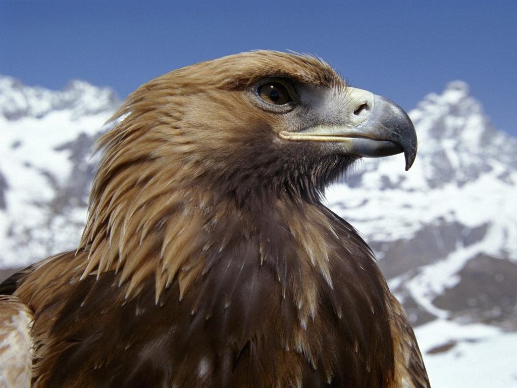 High resolution Eagle hd 1024x768 background ID:231358 for computer