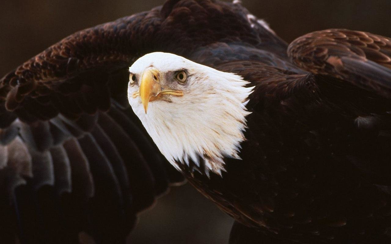 Free Eagle high quality background ID:231184 for hd 1280x800 computer