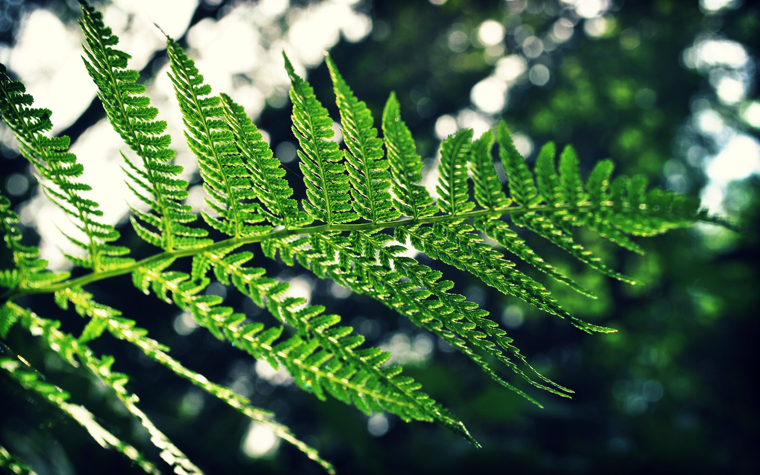 Free download Fern background ID:398810 hd 2560x1600 for PC