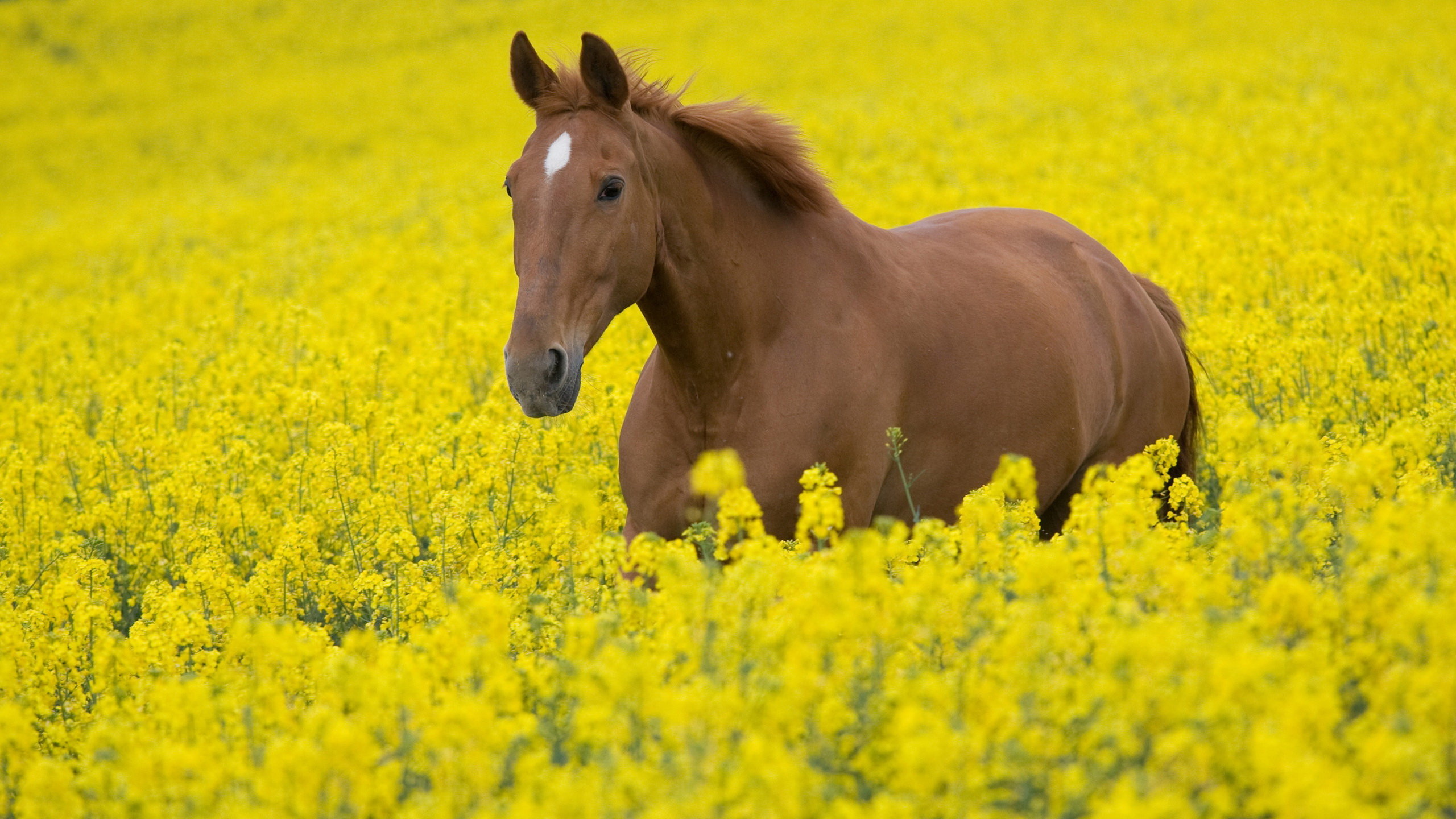 Awesome Horse free wallpaper ID:23943 for hd 2560x1440 computer