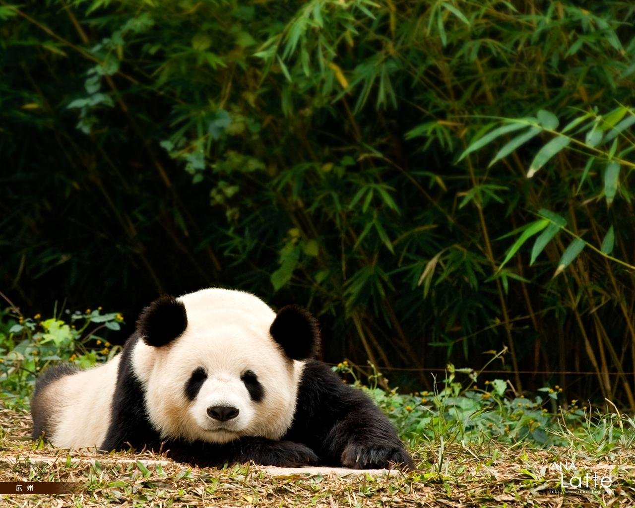 Download hd 1280x1024 Panda PC background ID:300568 for free