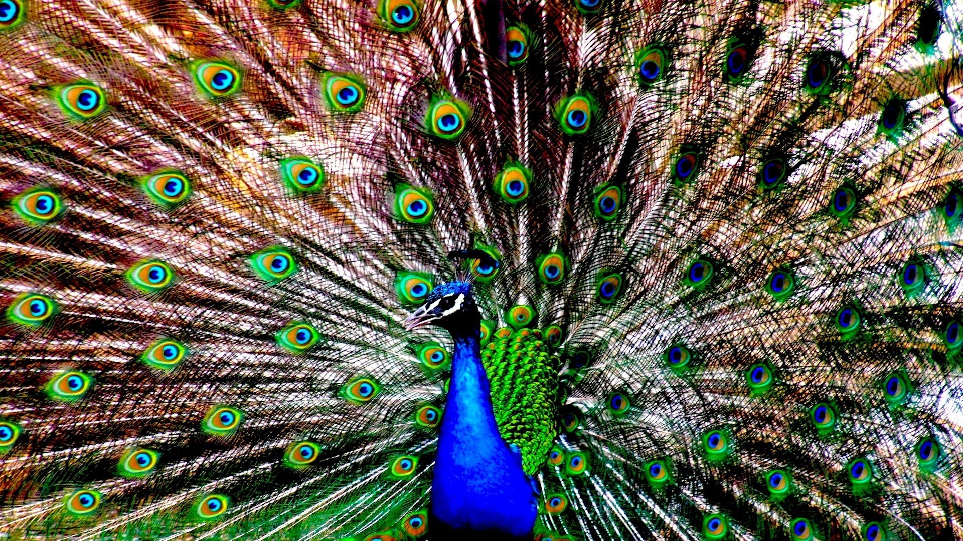 High resolution Peacock 1080p background ID:151808 for desktop