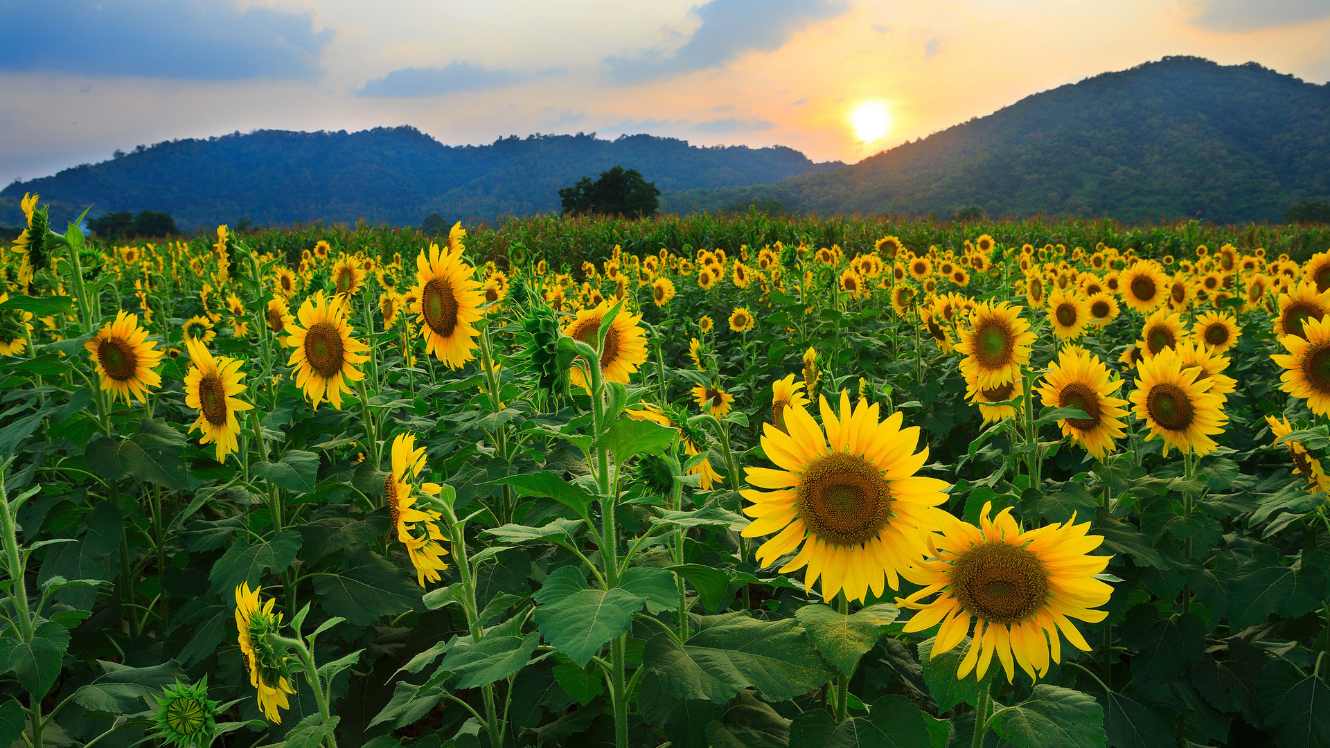 Best Sunflower background ID:226360 for High Resolution hd 1080p computer