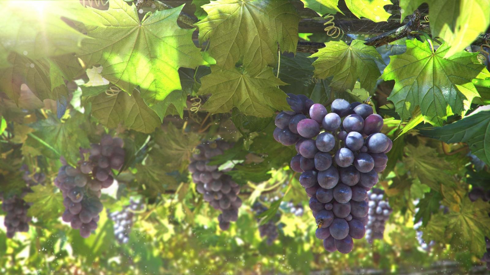 Free download Grapes background ID:420859 hd 1600x900 for desktop