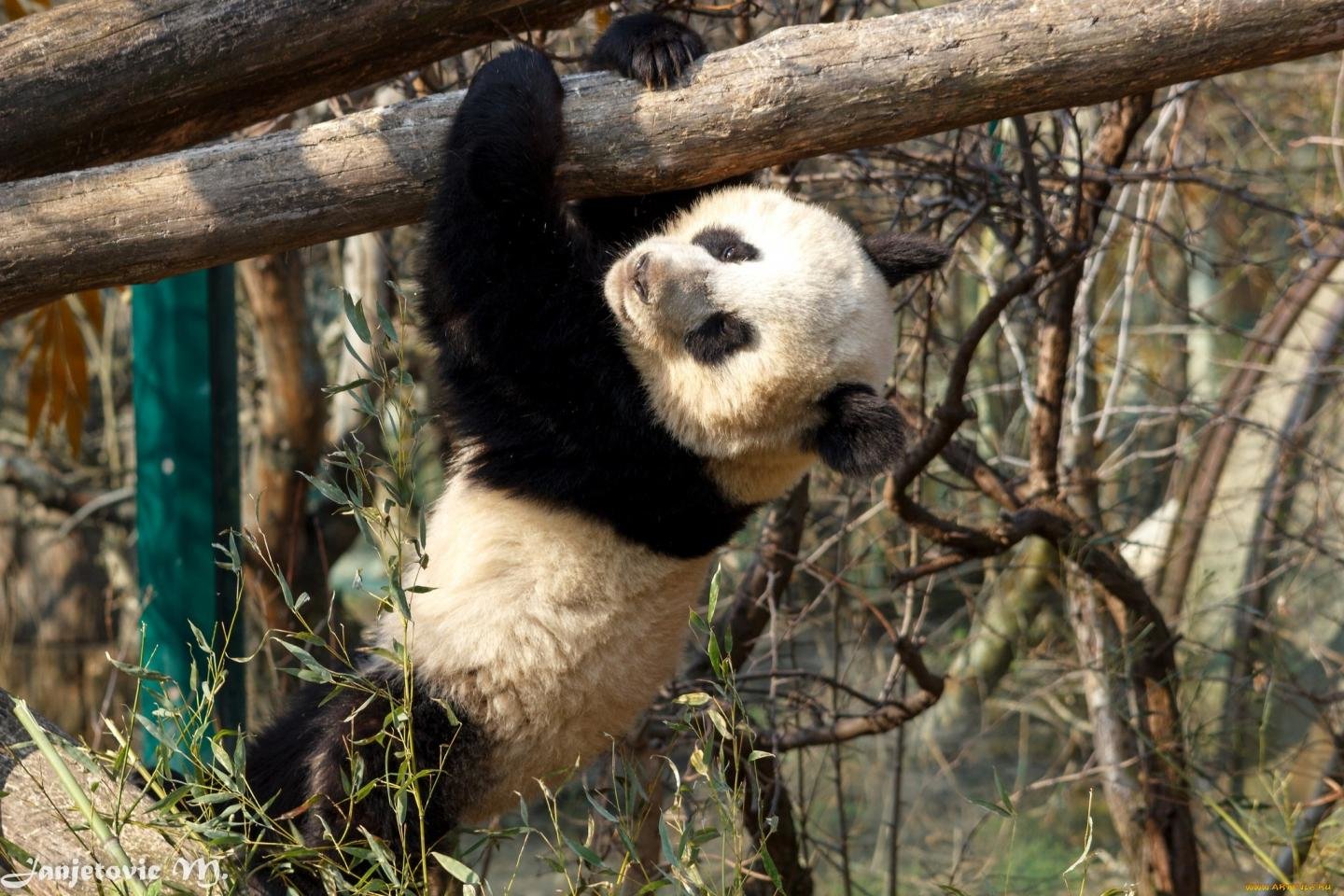 Awesome Panda free wallpaper ID:300566 for hd 1440x960 computer