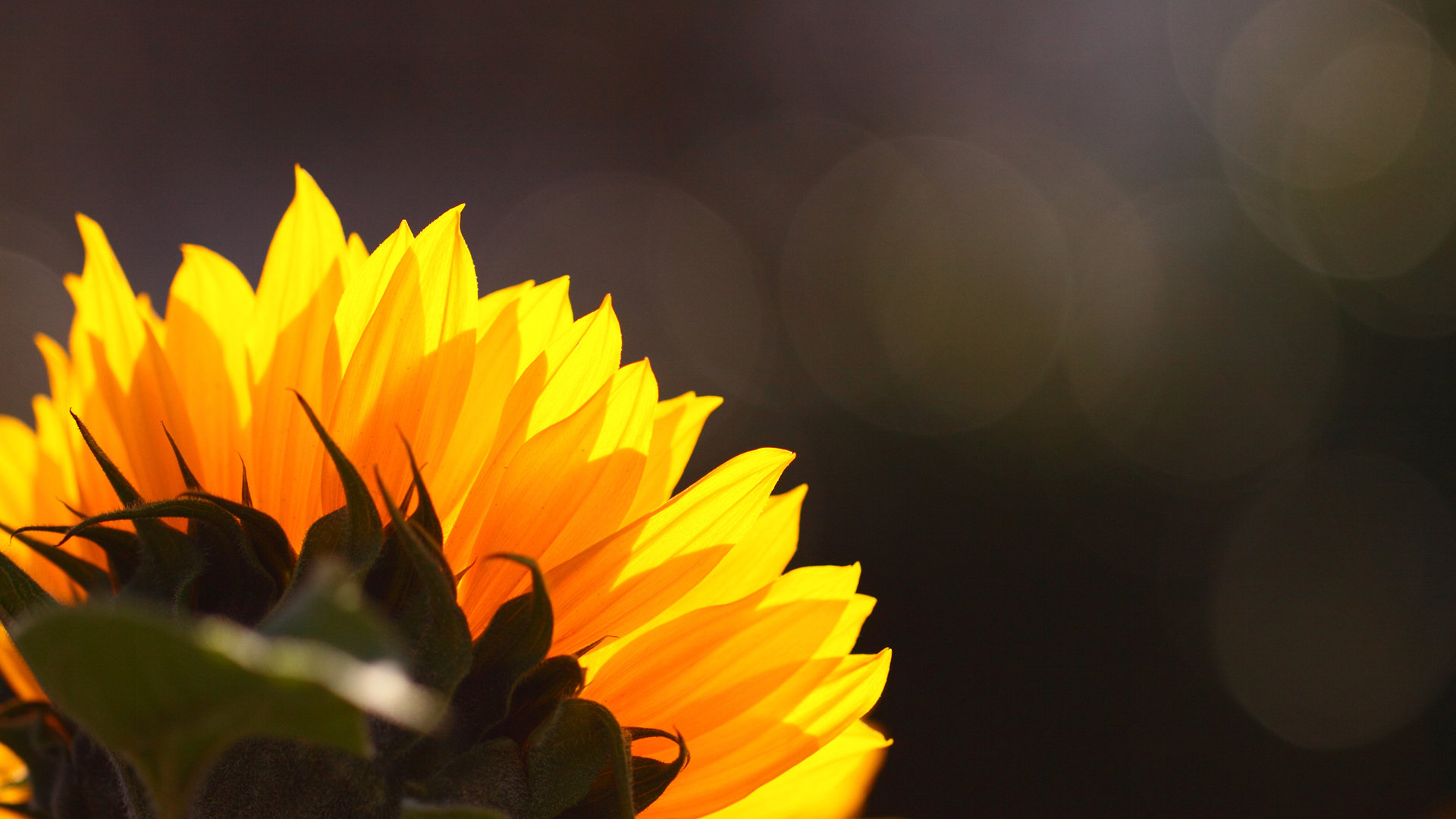 Awesome Sunflower free wallpaper ID:226552 for full hd 1920x1080 computer