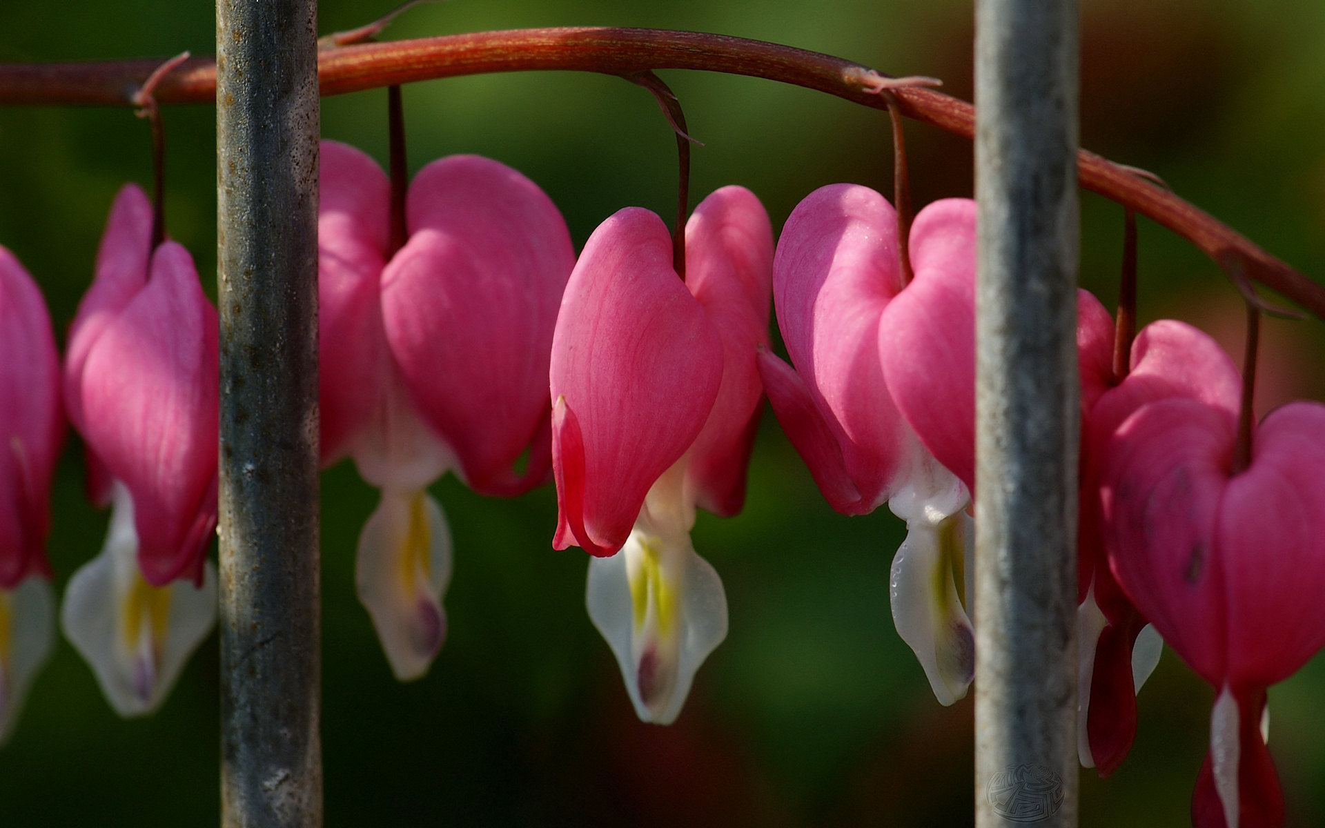 Awesome Bleeding Heart free background ID:164917 for hd 1920x1200 PC