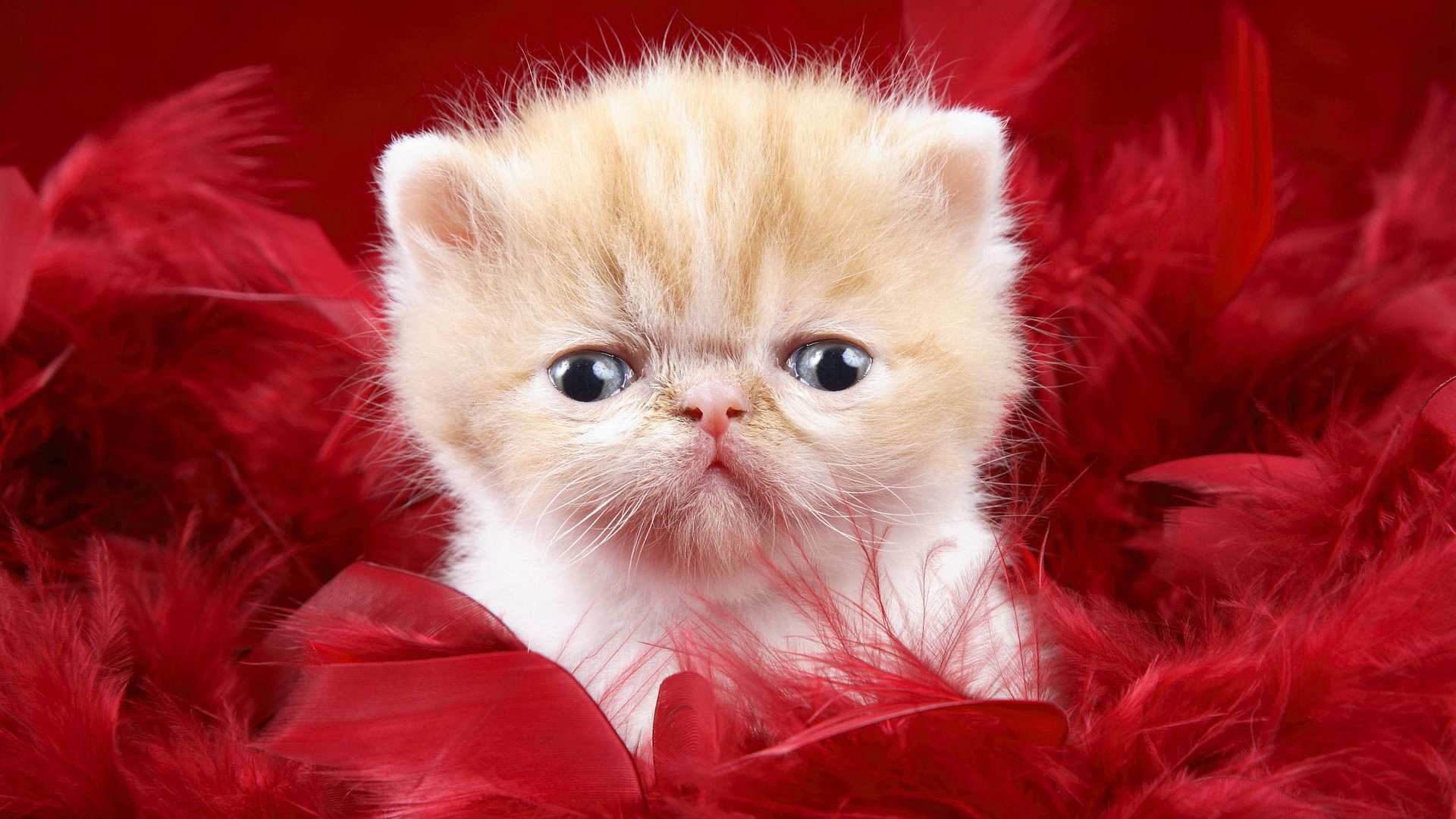 High resolution Kitten full hd 1080p background ID:429480 for computer