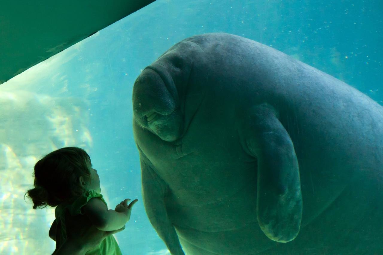 Download hd 1280x854 Manatee PC background ID:43403 for free