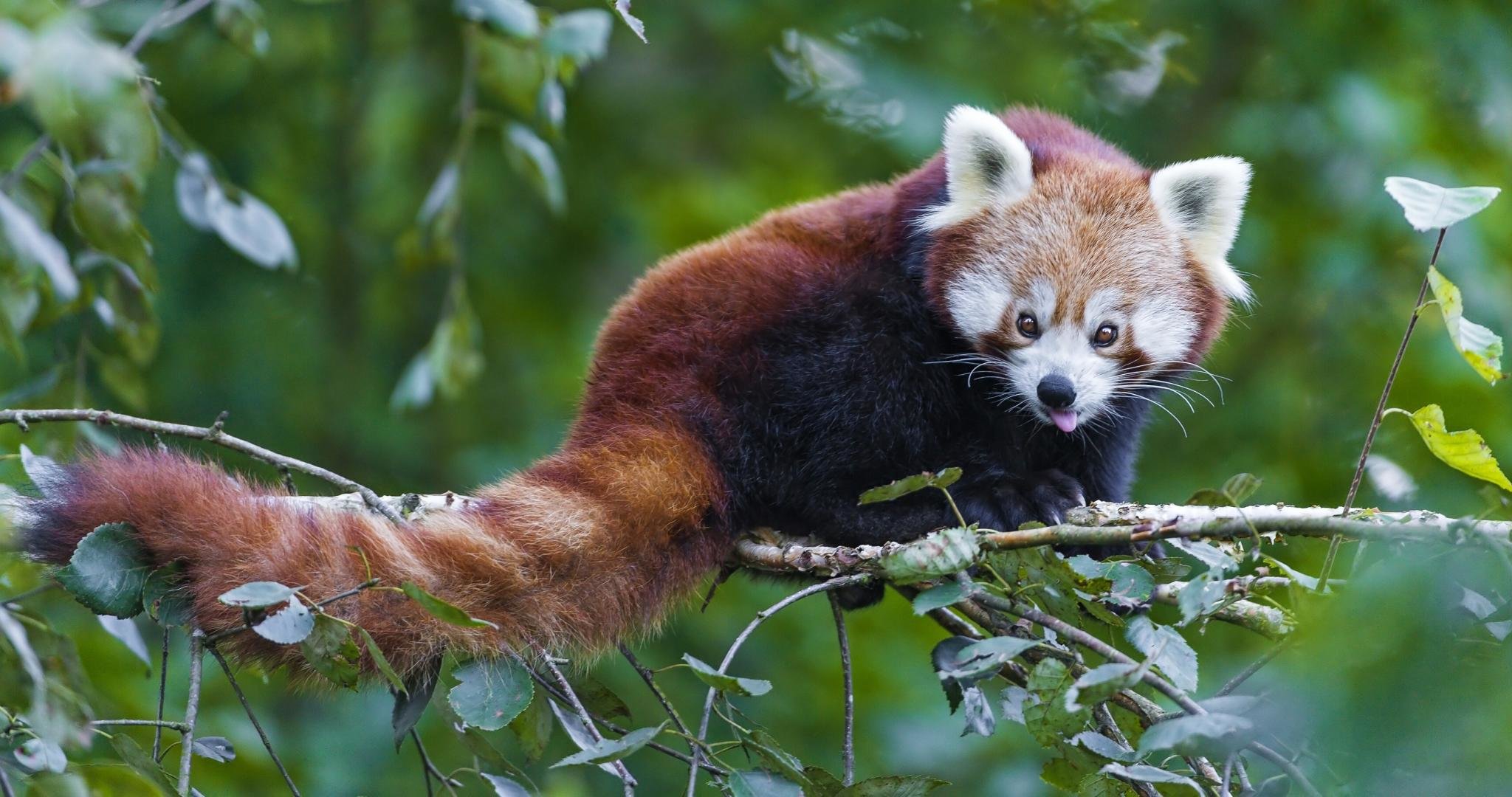 Free Red Panda high quality background ID:64088 for hd 2048x1080 computer
