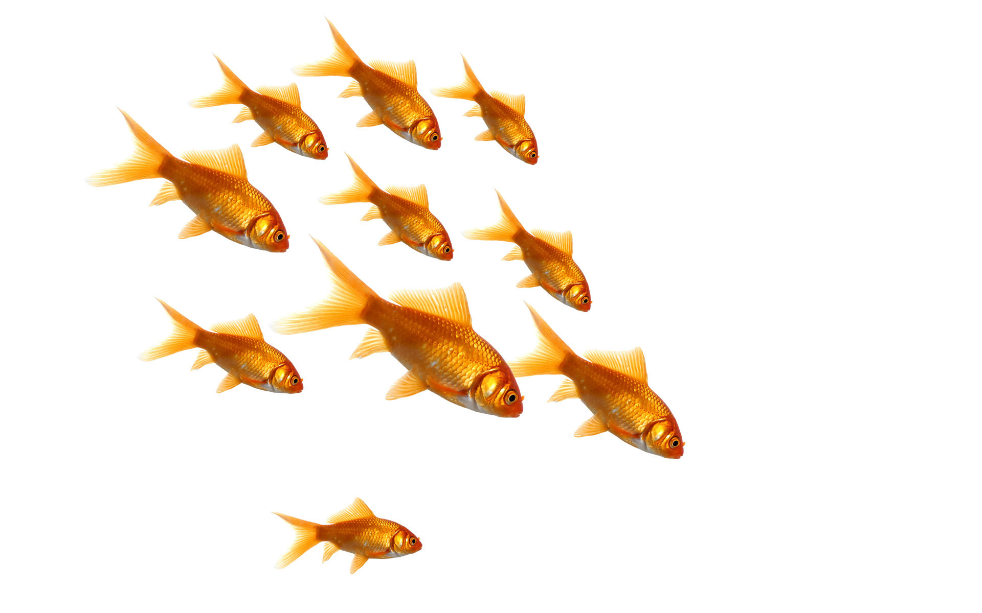 Free Goldfish high quality background ID:464079 for hd 1920x1200 PC