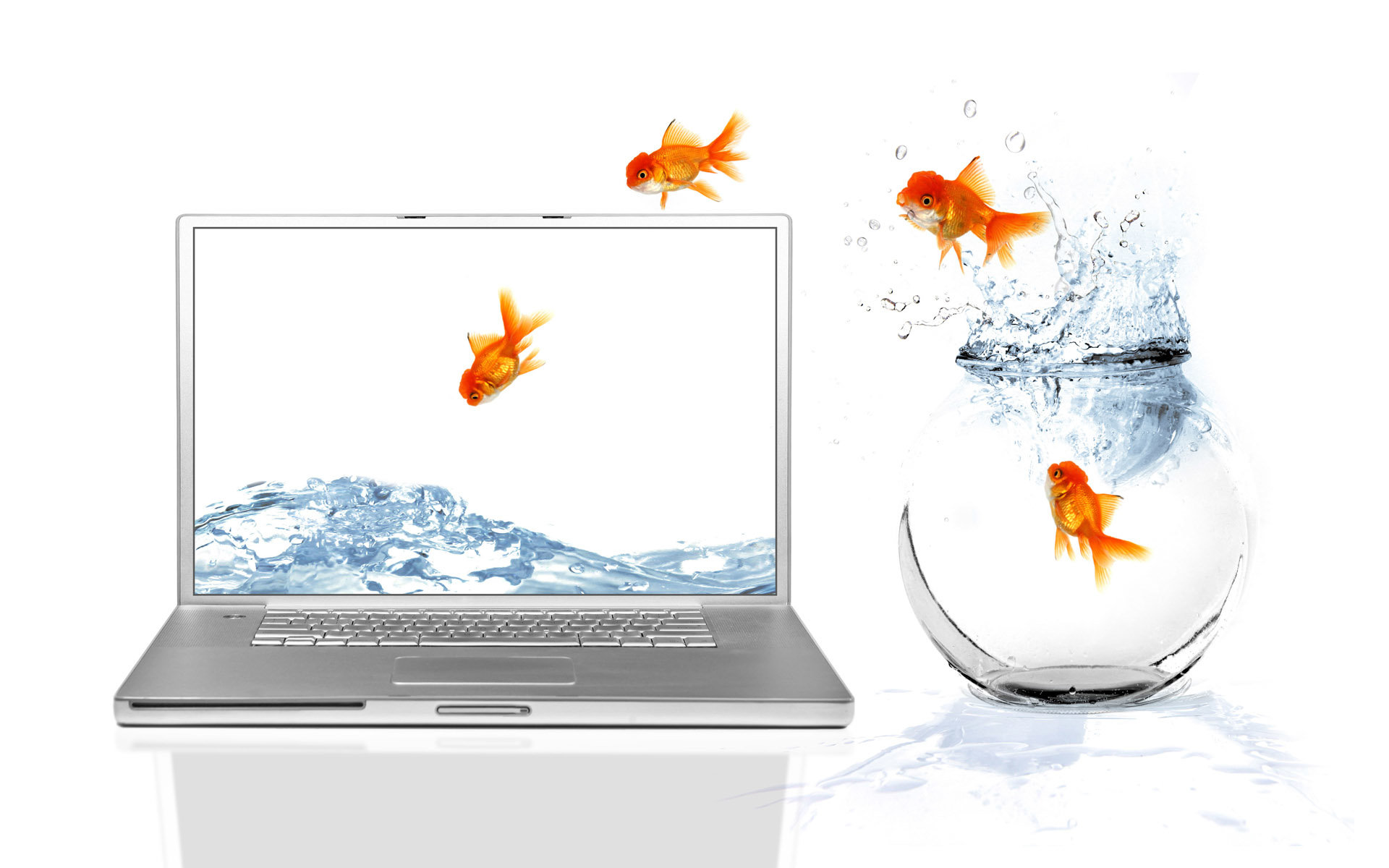 Awesome Goldfish free wallpaper ID:464085 for hd 1920x1200 computer