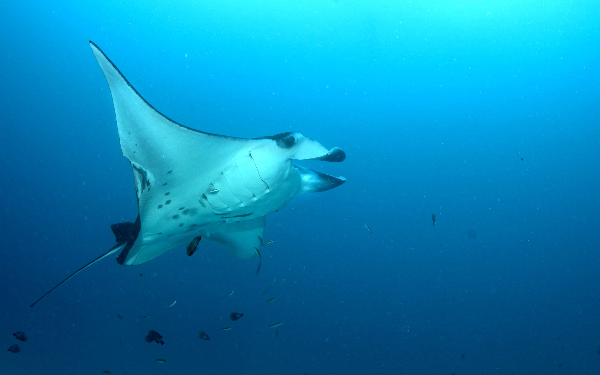 Awesome Manta Ray free background ID:346059 for hd 1920x1200 PC