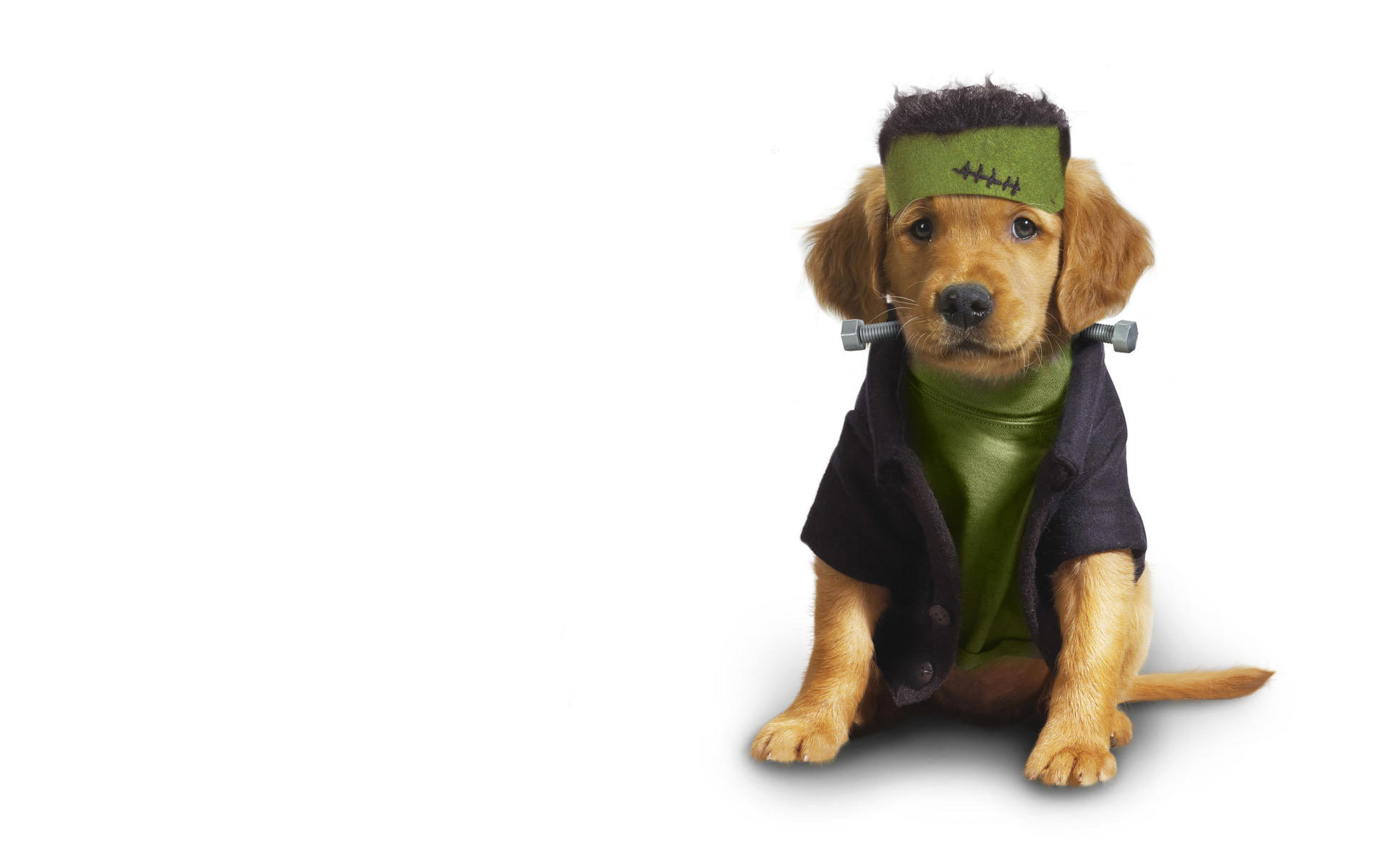 Awesome Puppy free background ID:46809 for hd 1920x1200 computer