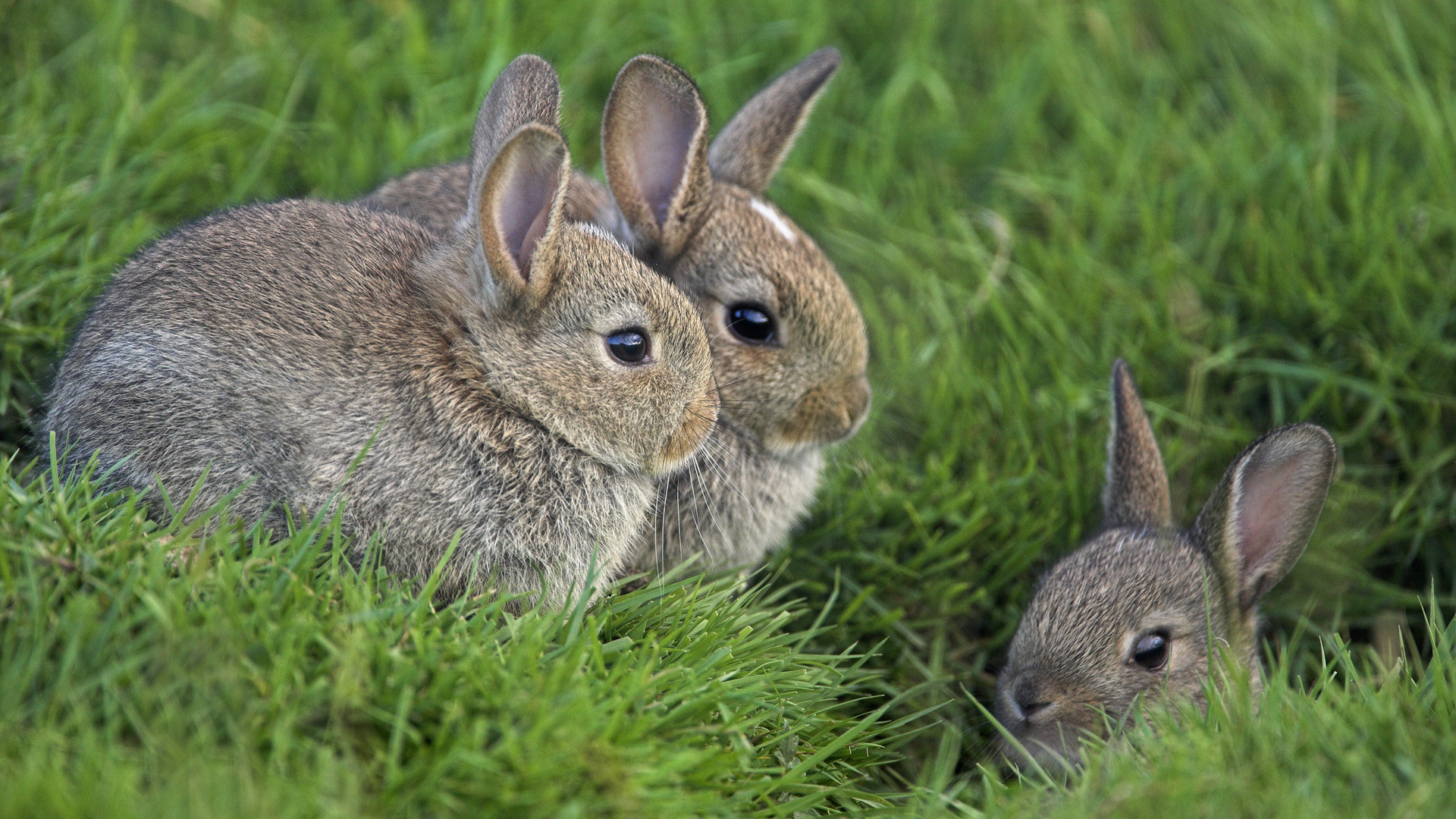 Awesome Rabbit & Bunny free background ID:249154 for 1080p computer