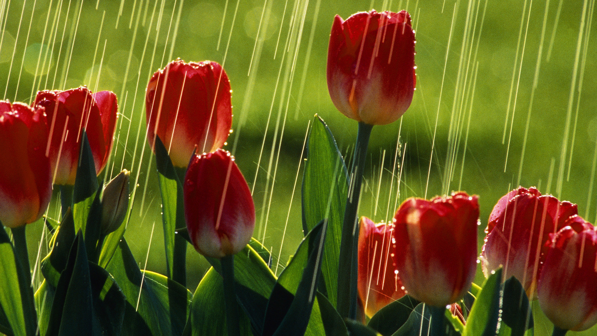 Best Tulip wallpaper ID:157198 for High Resolution 1080p computer
