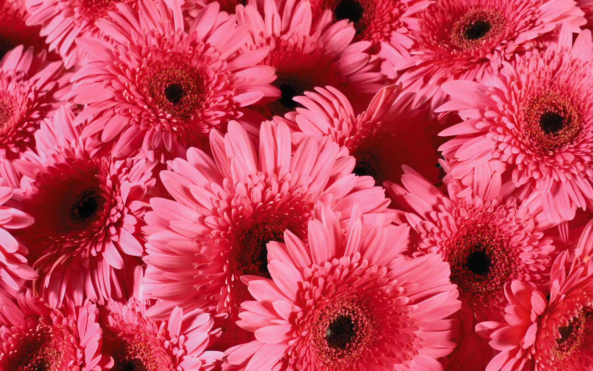 Awesome Gerbera free background ID:119547 for hd 1920x1200 computer