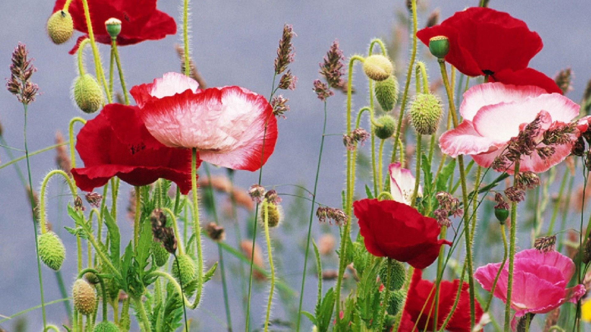 Awesome Poppy free wallpaper ID:99794 for full hd PC