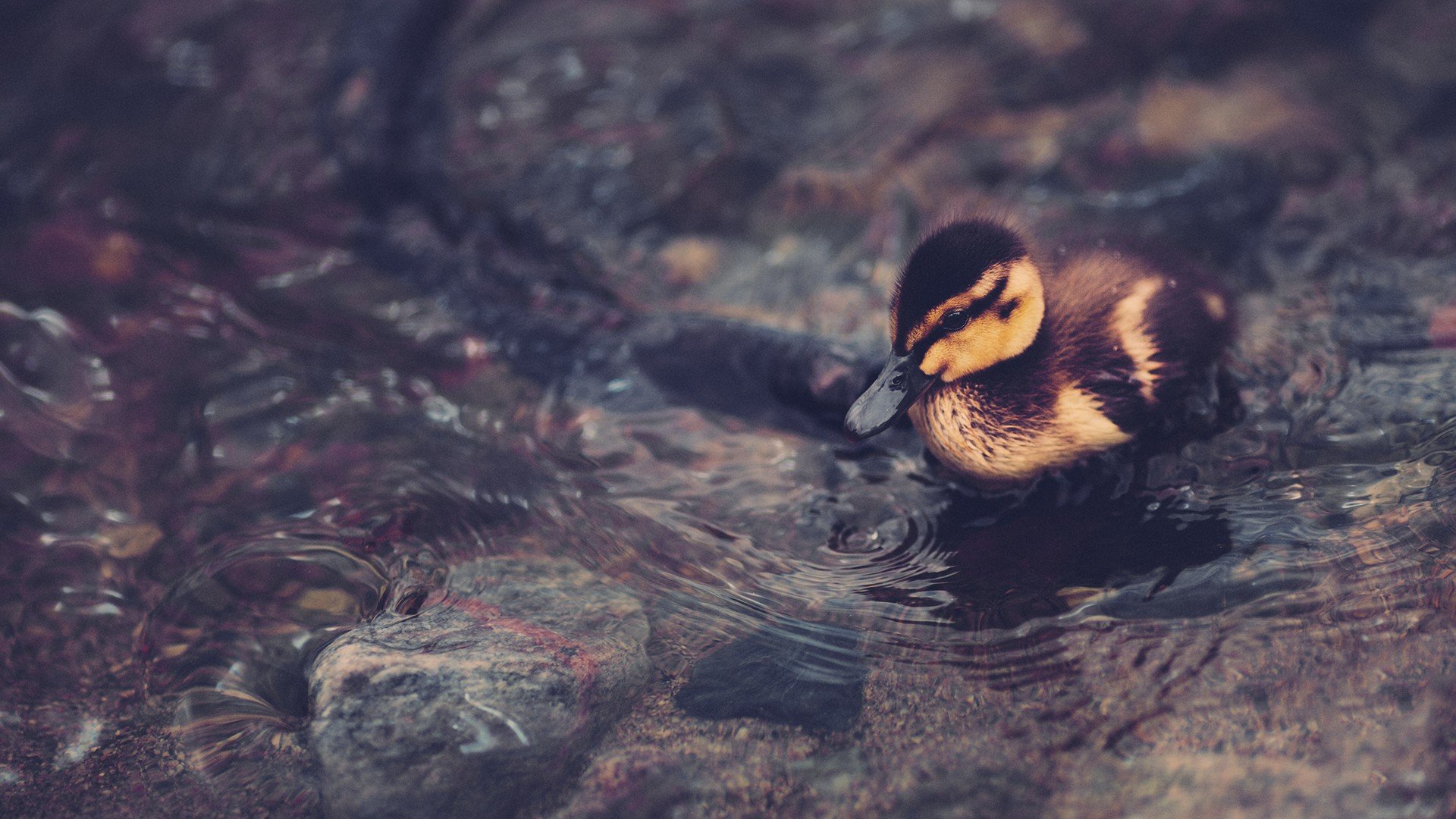 Awesome Duck free background ID:290249 for full hd 1920x1080 PC