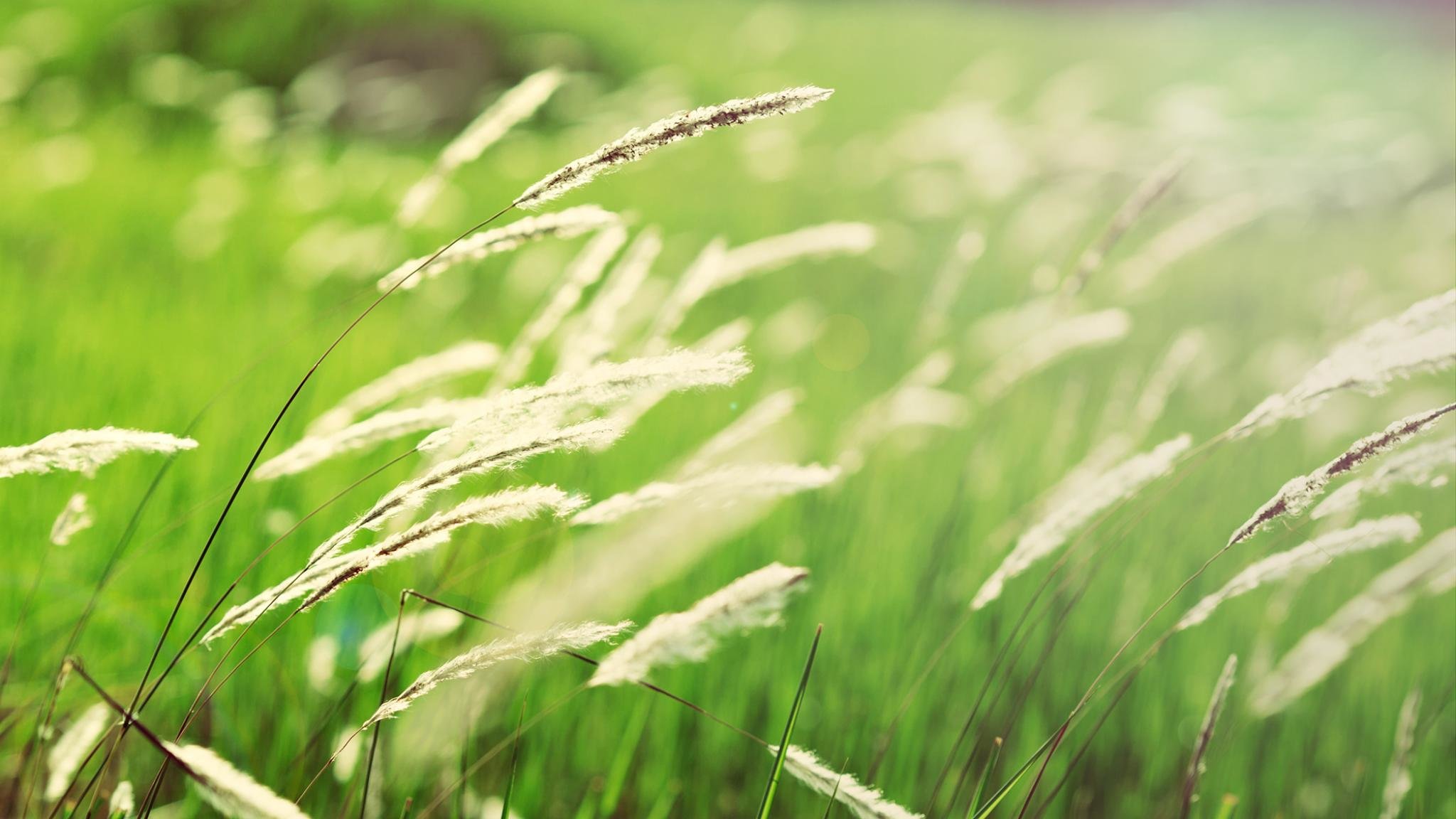 High resolution Grass hd 2048x1152 background ID:377963 for PC