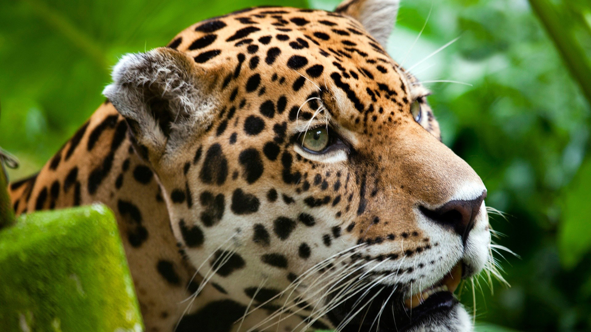 Best Leopard wallpaper ID:447826 for High Resolution 1080p PC