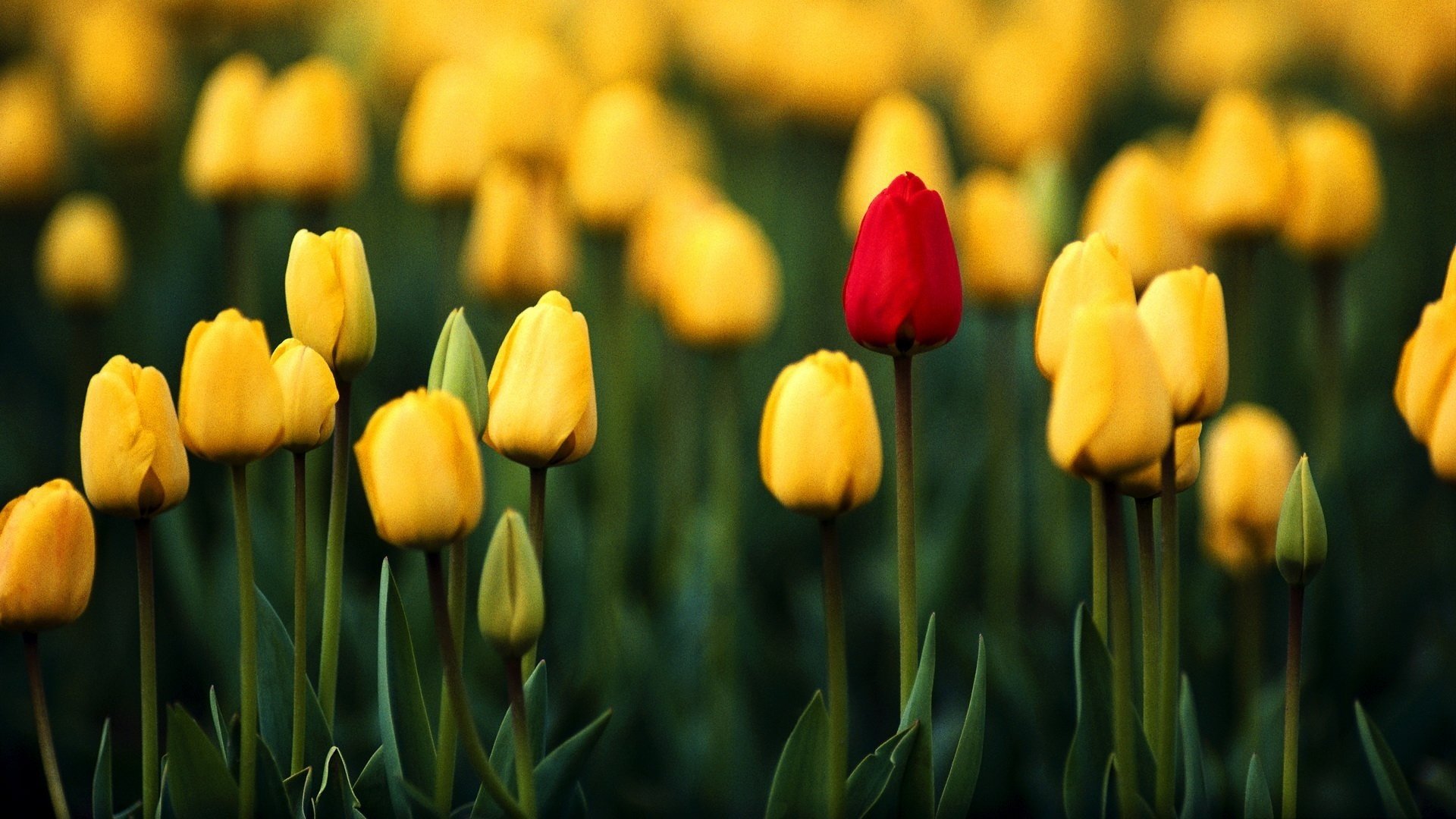 Free Tulip high quality background ID:157238 for full hd 1080p PC