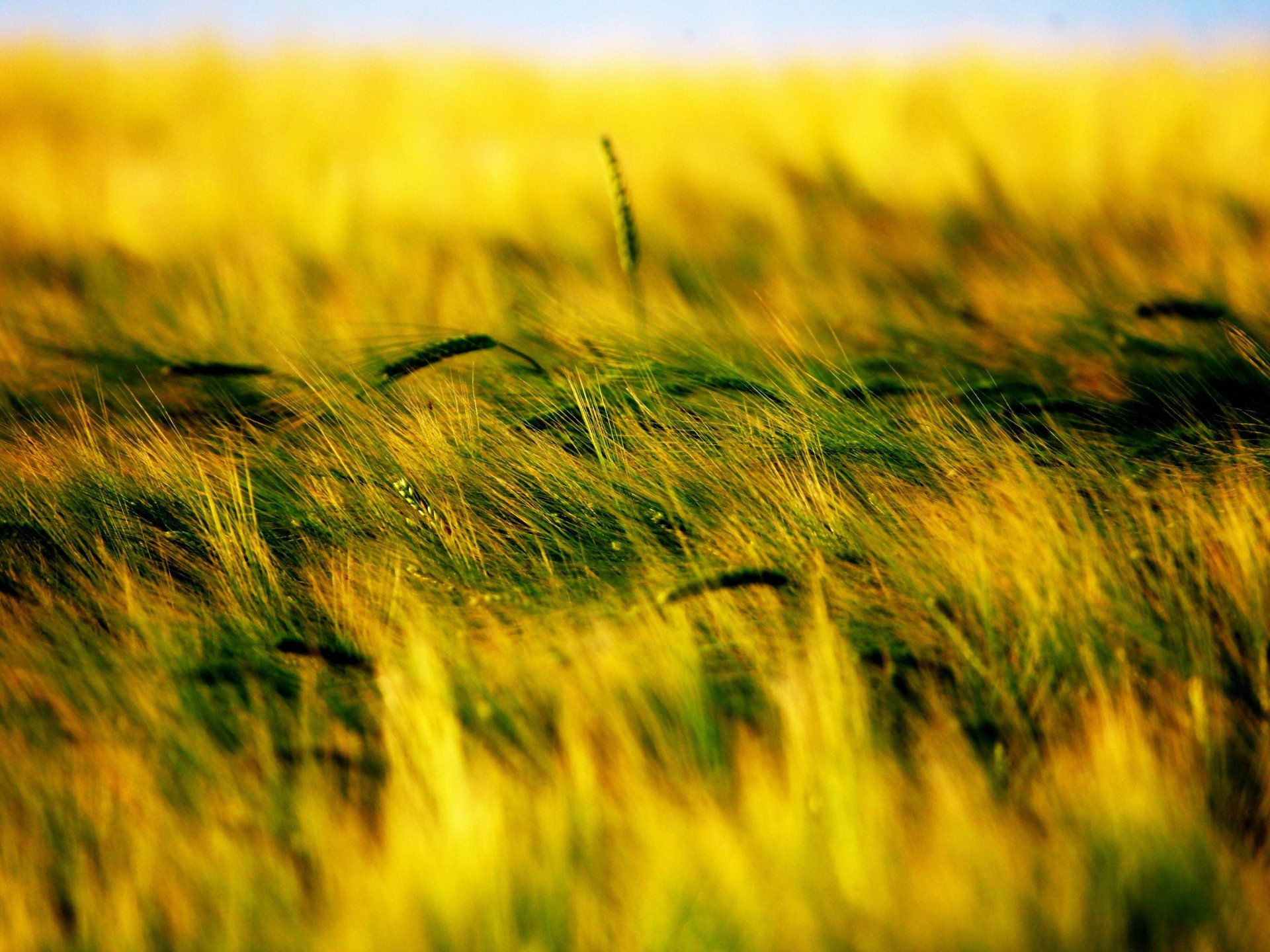 Download hd 1920x1440 Wheat desktop background ID:391984 for free