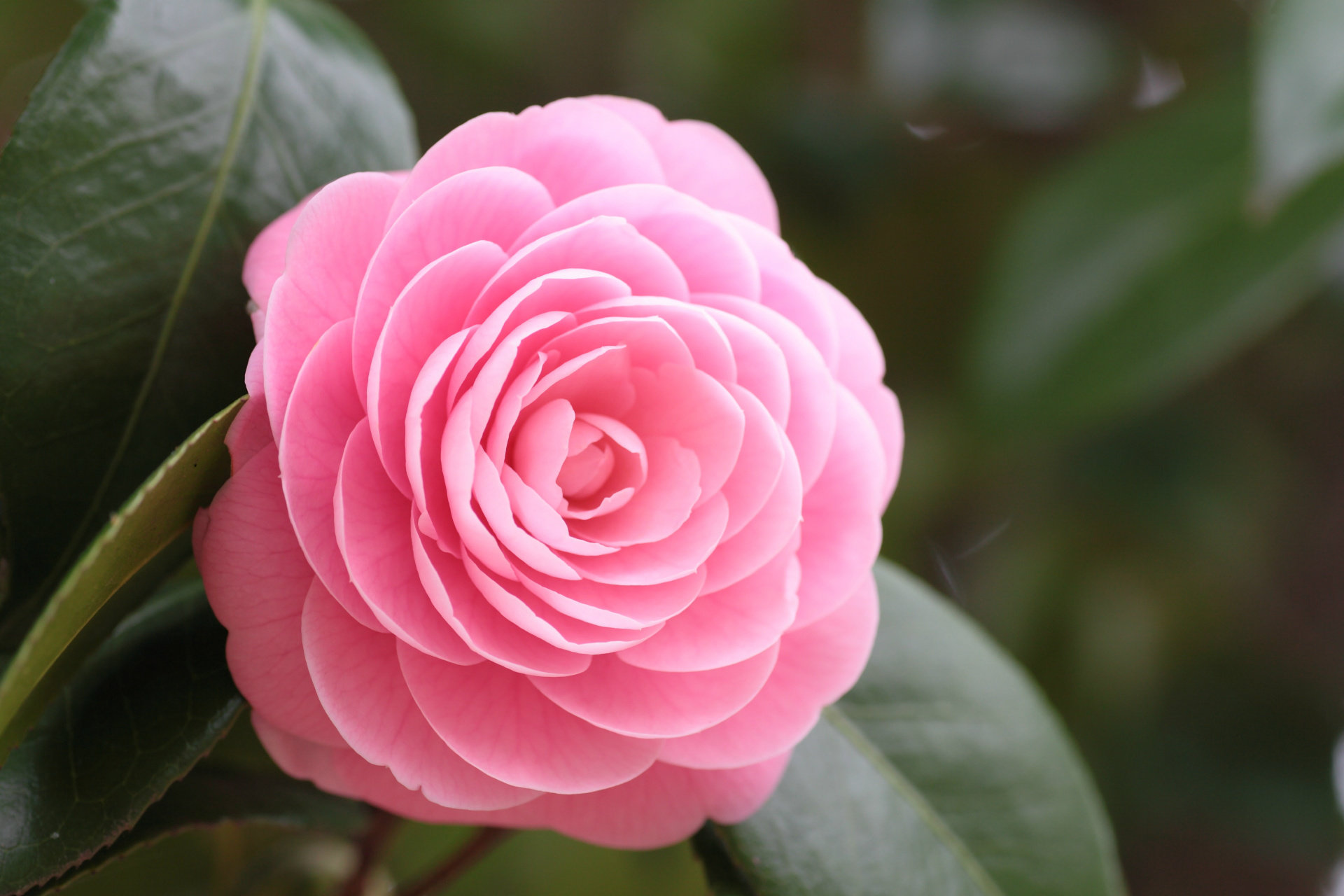 Free download Camellia wallpaper ID:189486 hd 1920x1280 for PC