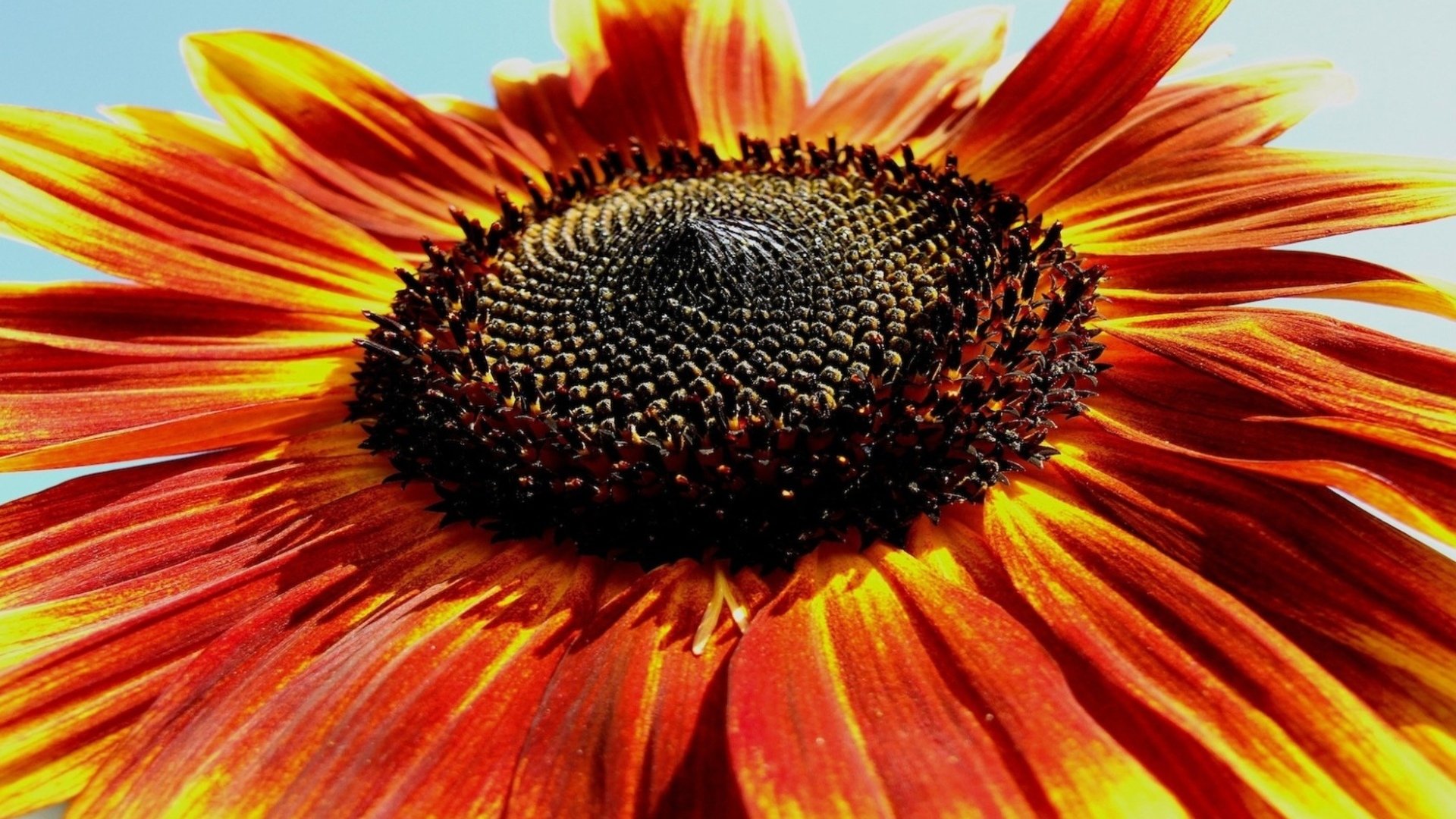 Download full hd 1080p Sunflower PC background ID:226431 for free
